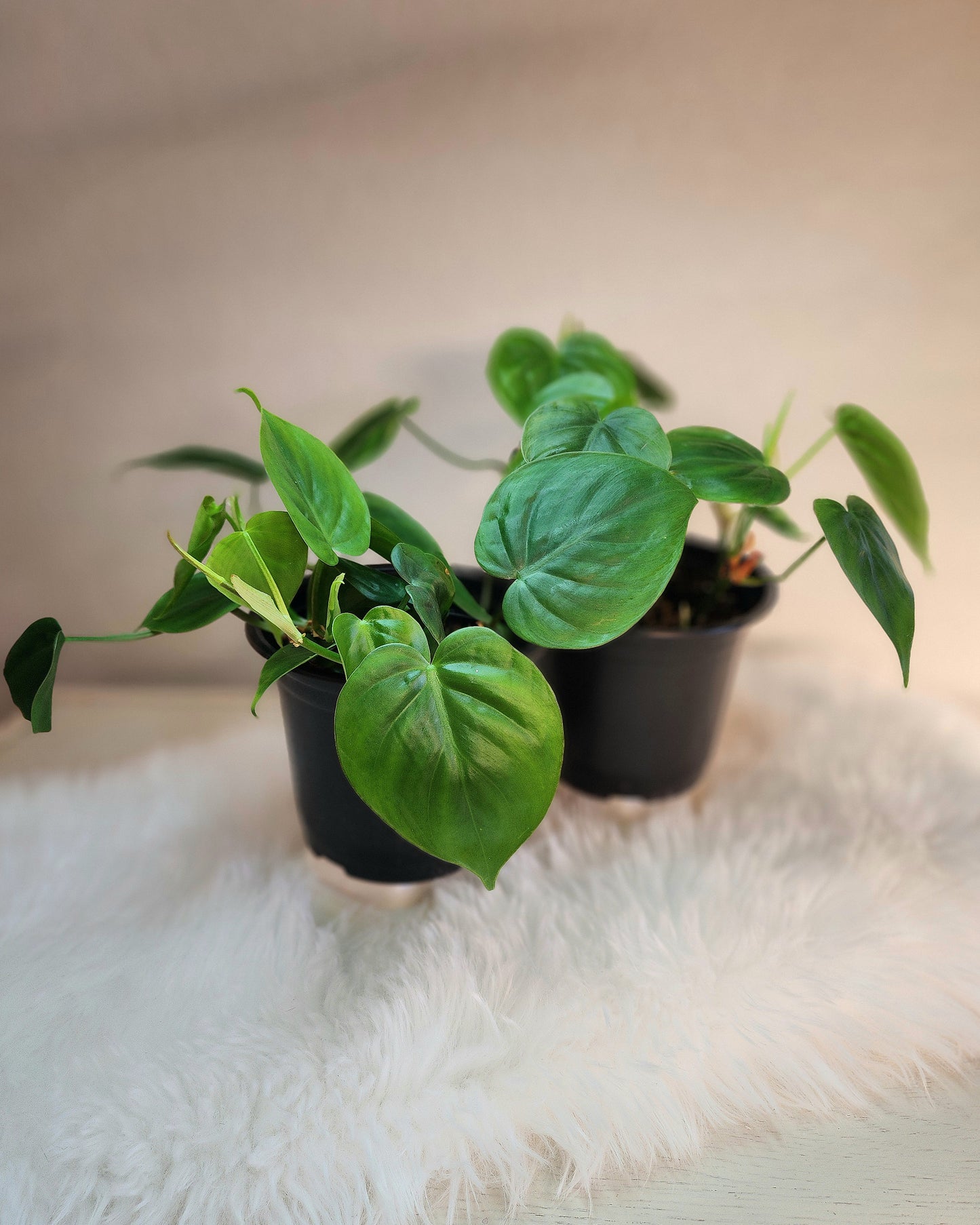 Philodendron Hederaceum (Heart-leaf Philodendron)