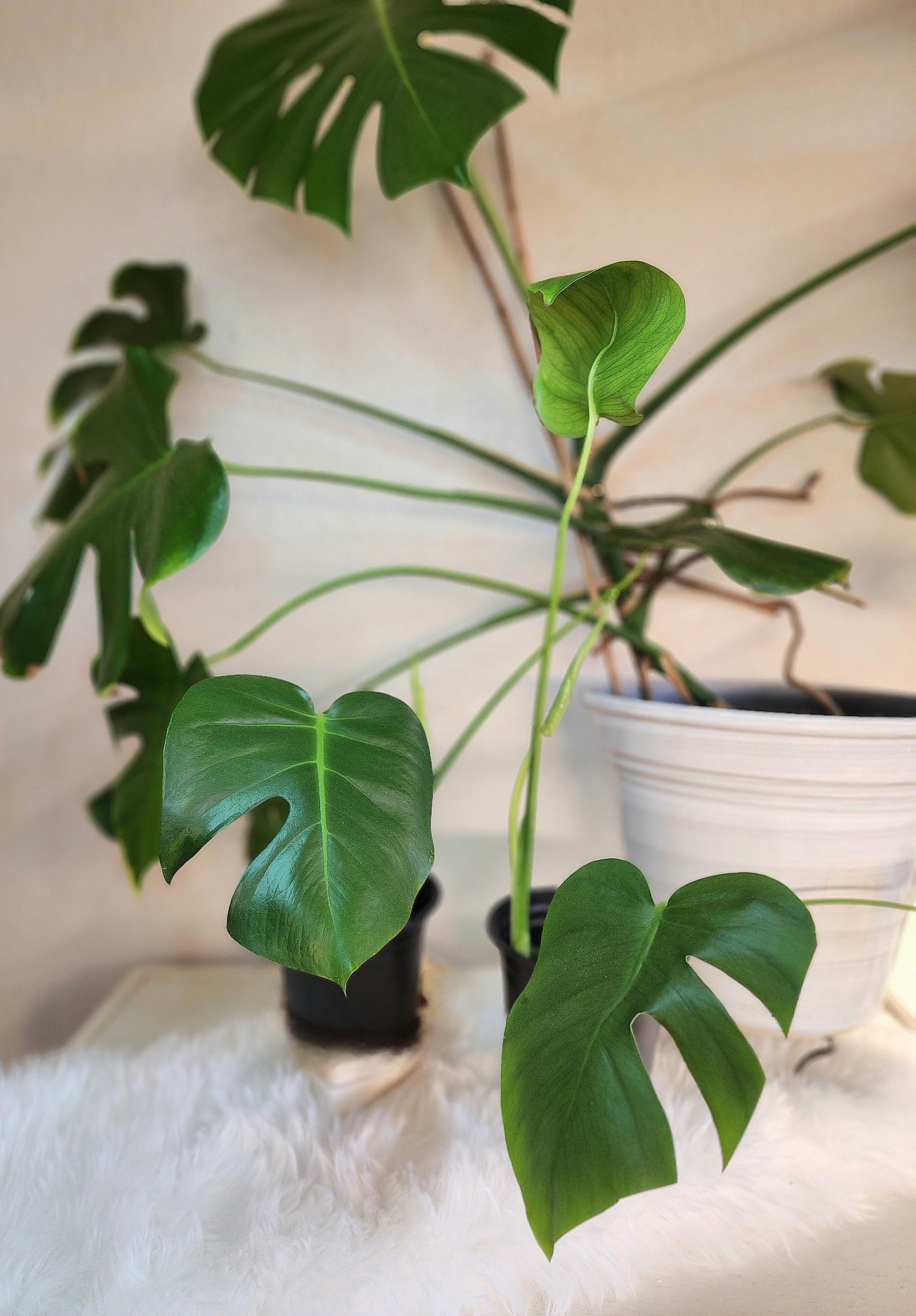 Monstera Deliciosa