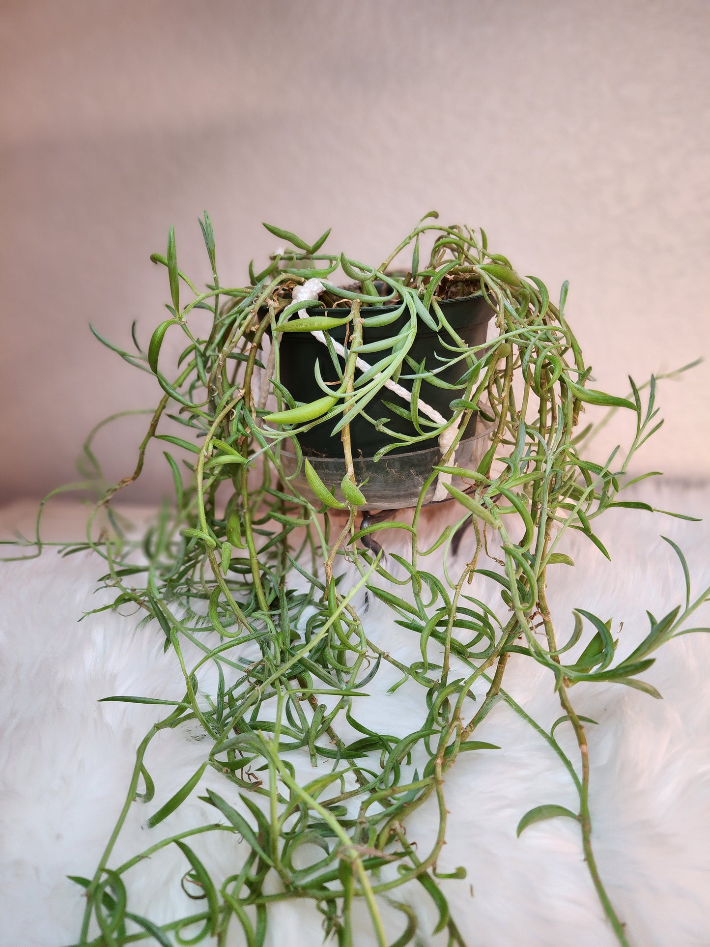 Curio Radicans (String of Bananas)