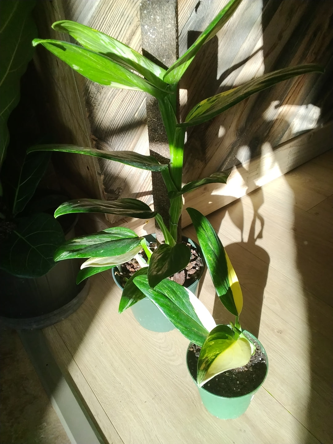 Monstera Standleyana (Golden Monstera)