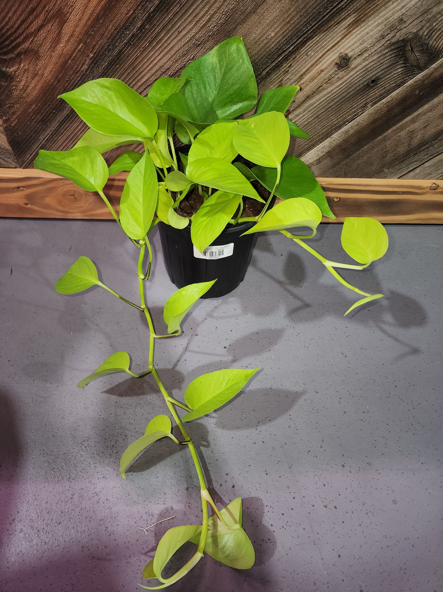 Epipremnum Aureum 'Neon' (Neon Pothos)