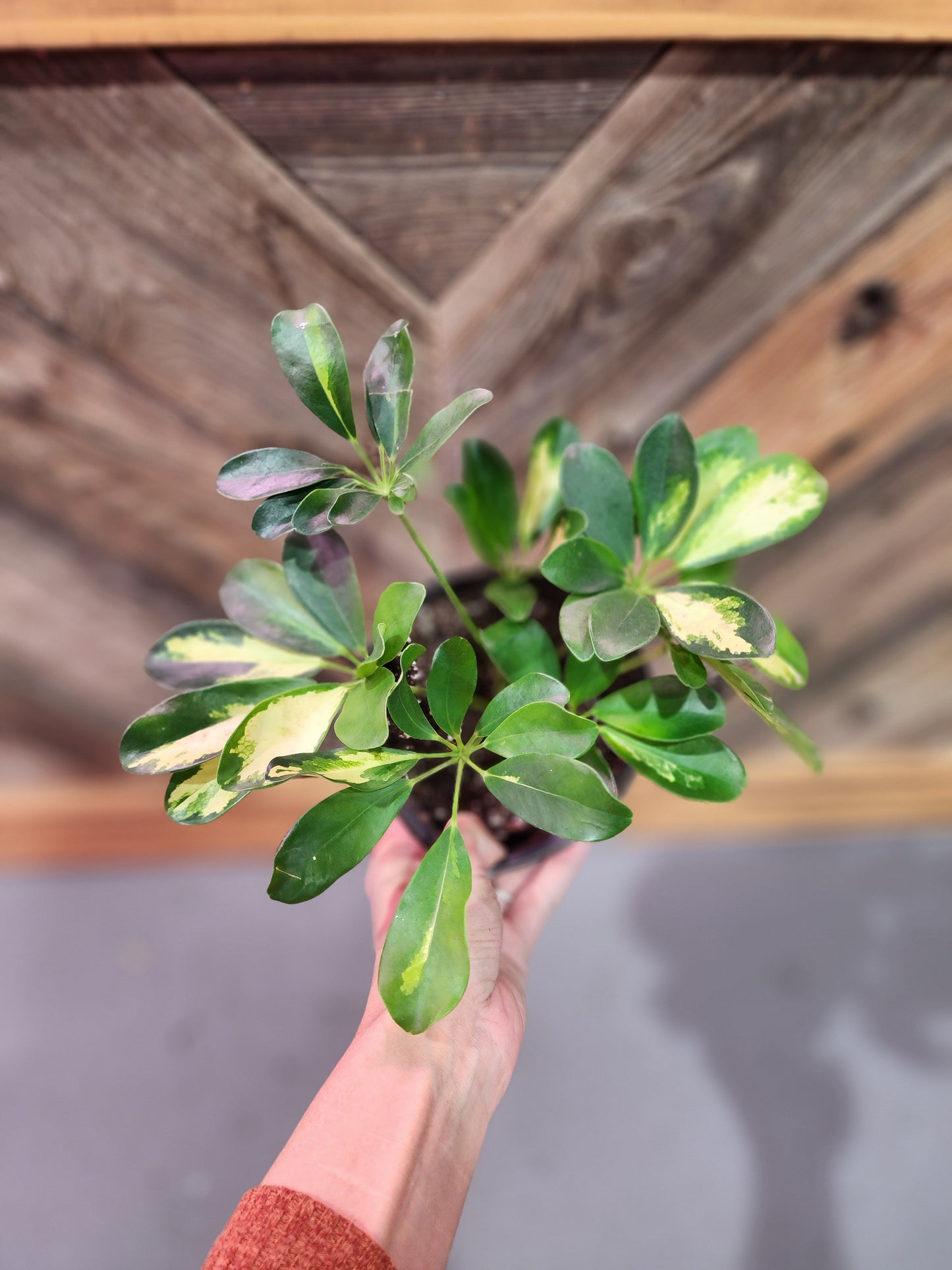 Schefflera Arboricola 'Variegata' (Variegated Umbrella Tree)