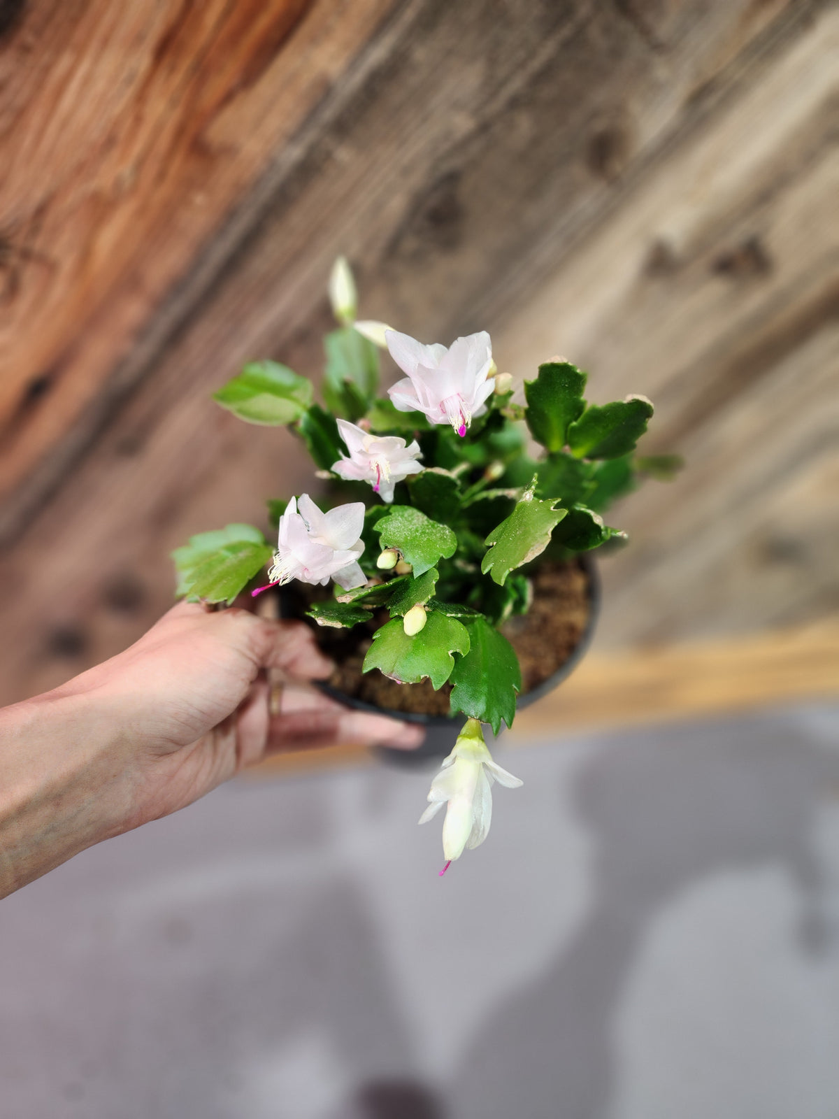 Christmas Cactus