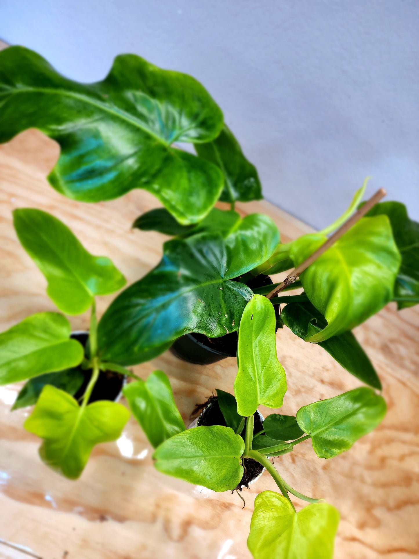 Philodendron Bipennifolium (Golden Violin Philodendron)