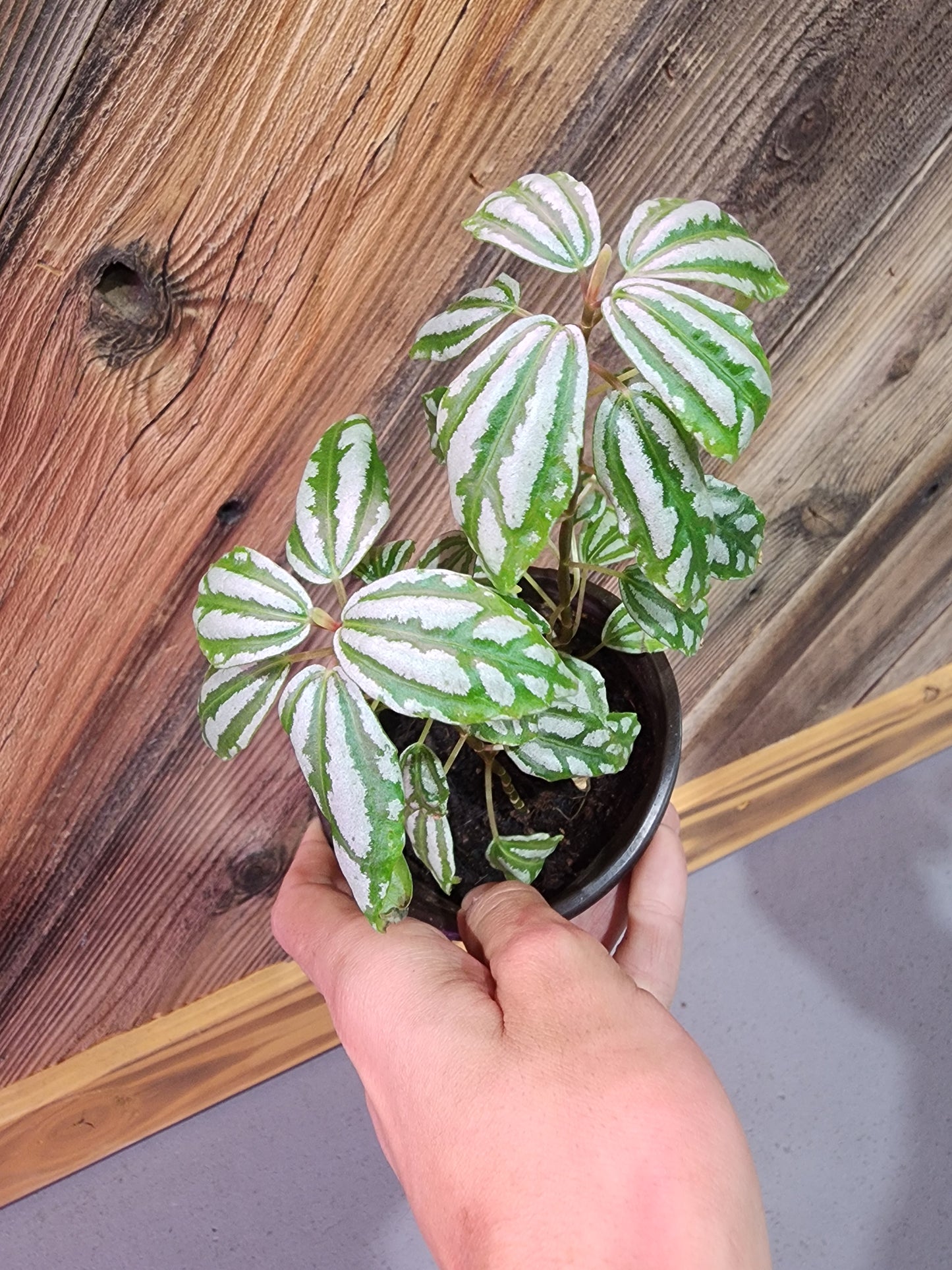 Pilea Cadierei (Aluminum Plant)