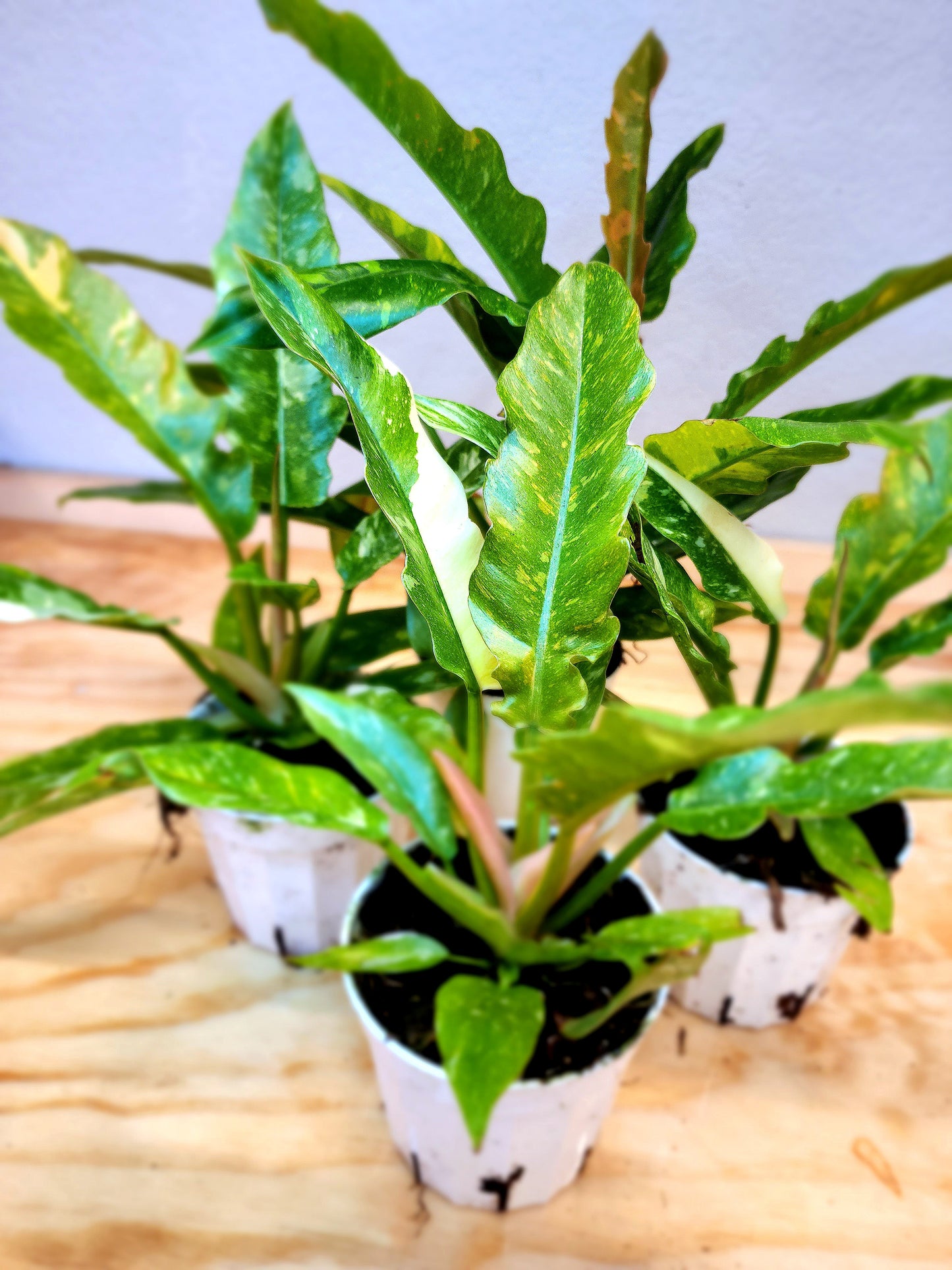 Philodendron Wendlandii x P. Tortum (Ring of Fire)