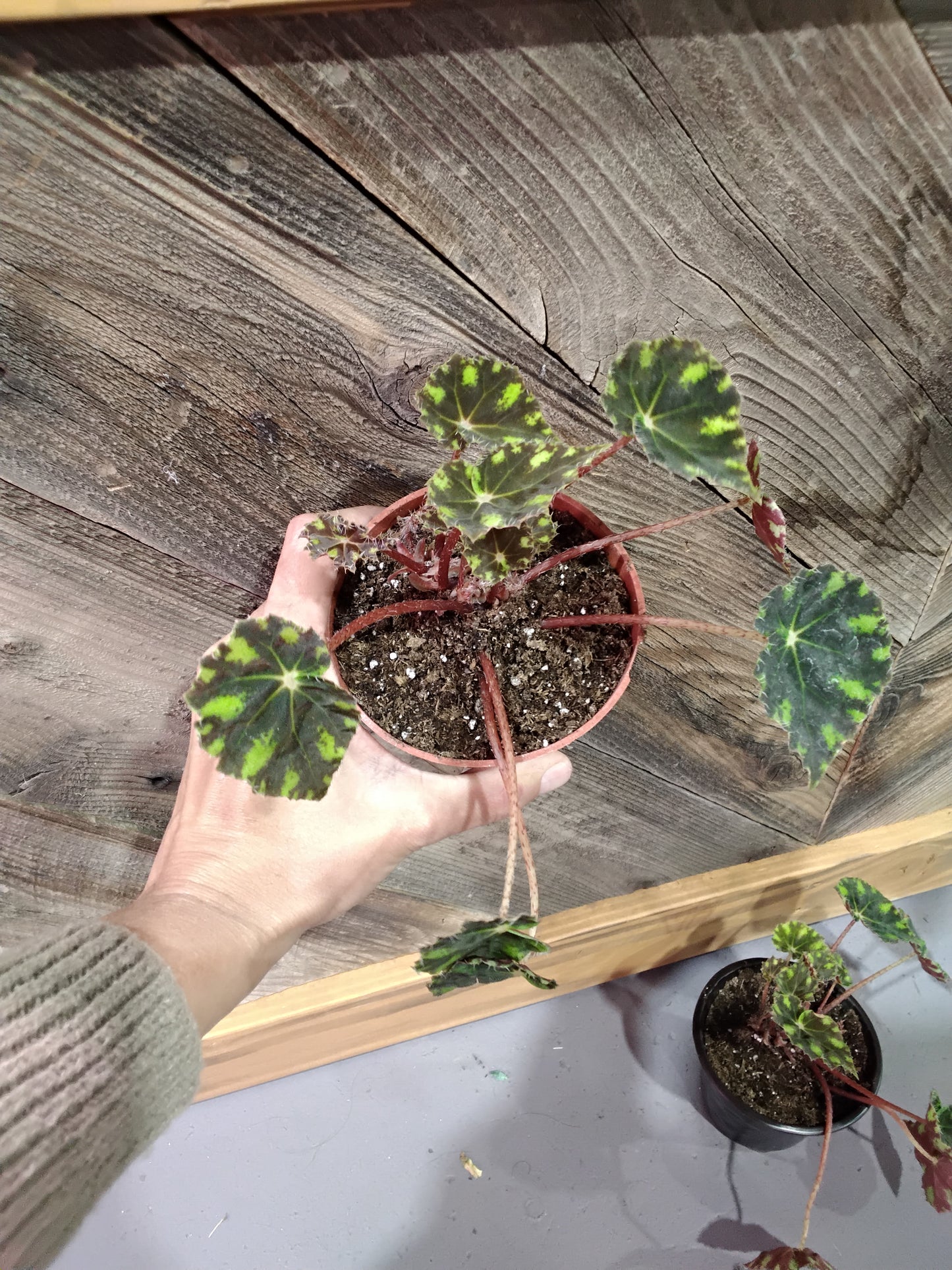 Begonia Bowerae (Begonia Tiger Paws)