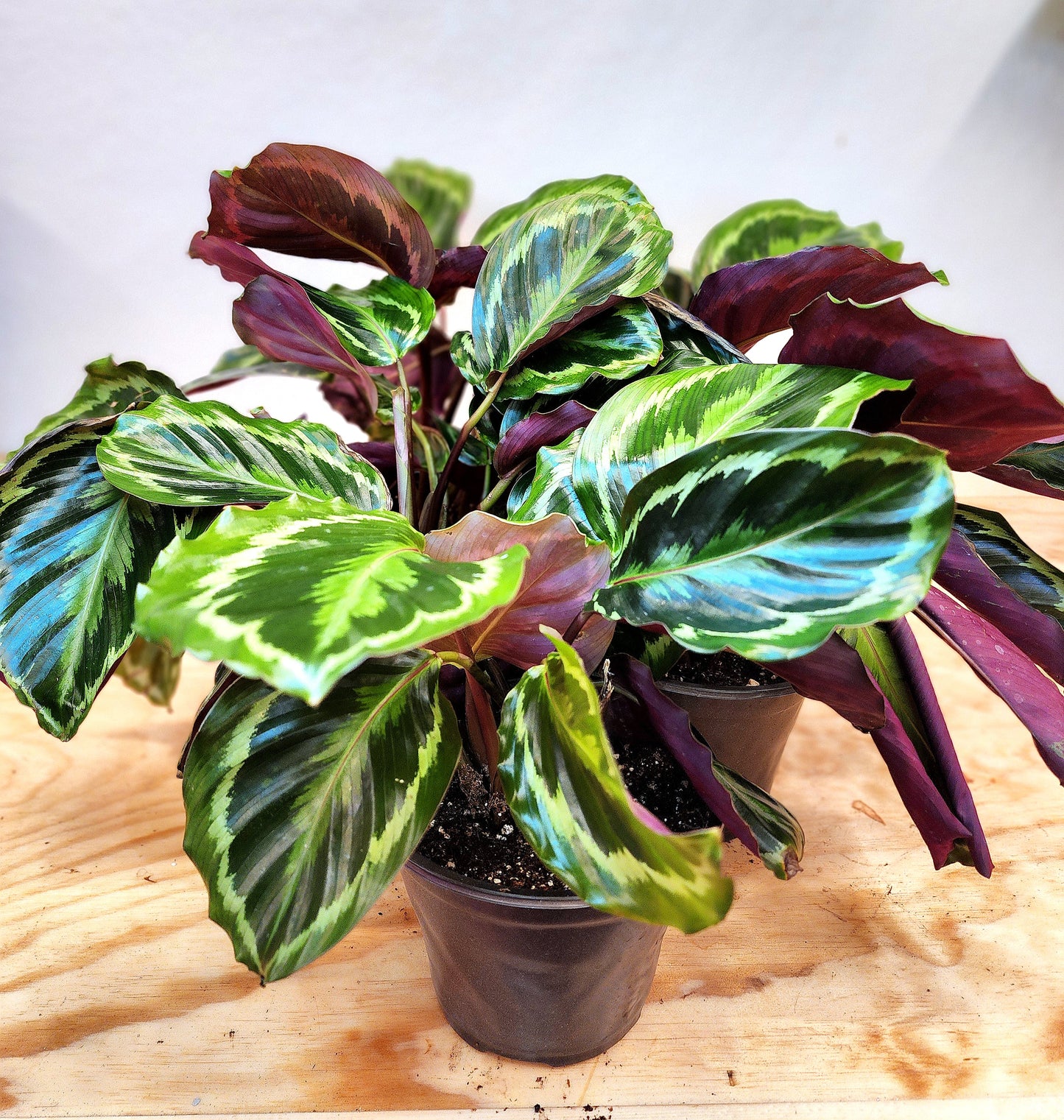 Goeppertia Veitchiana (Calathea Medallion)