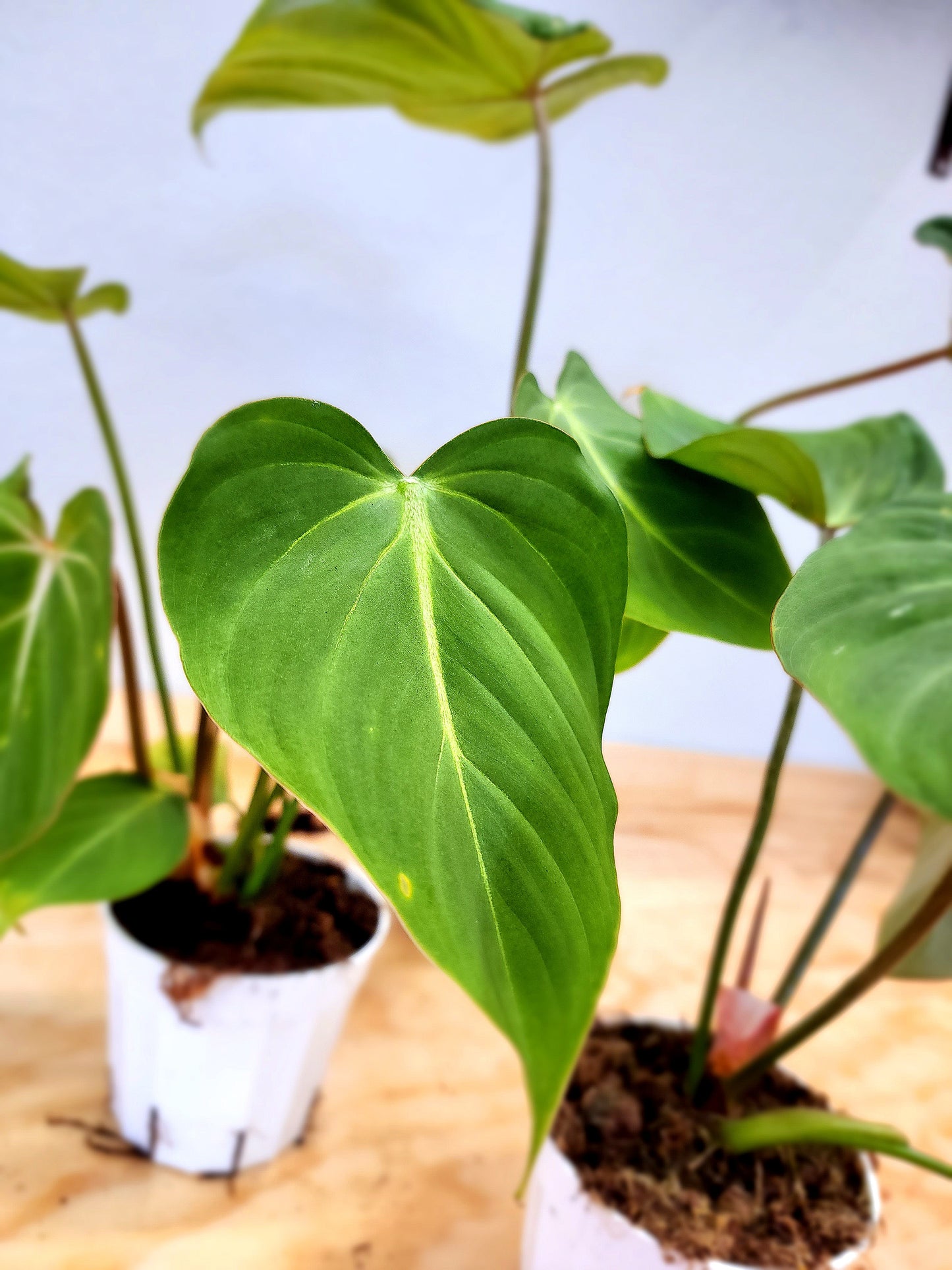 Philodendron Gloriosum (Creeping Velvet Philodendron)