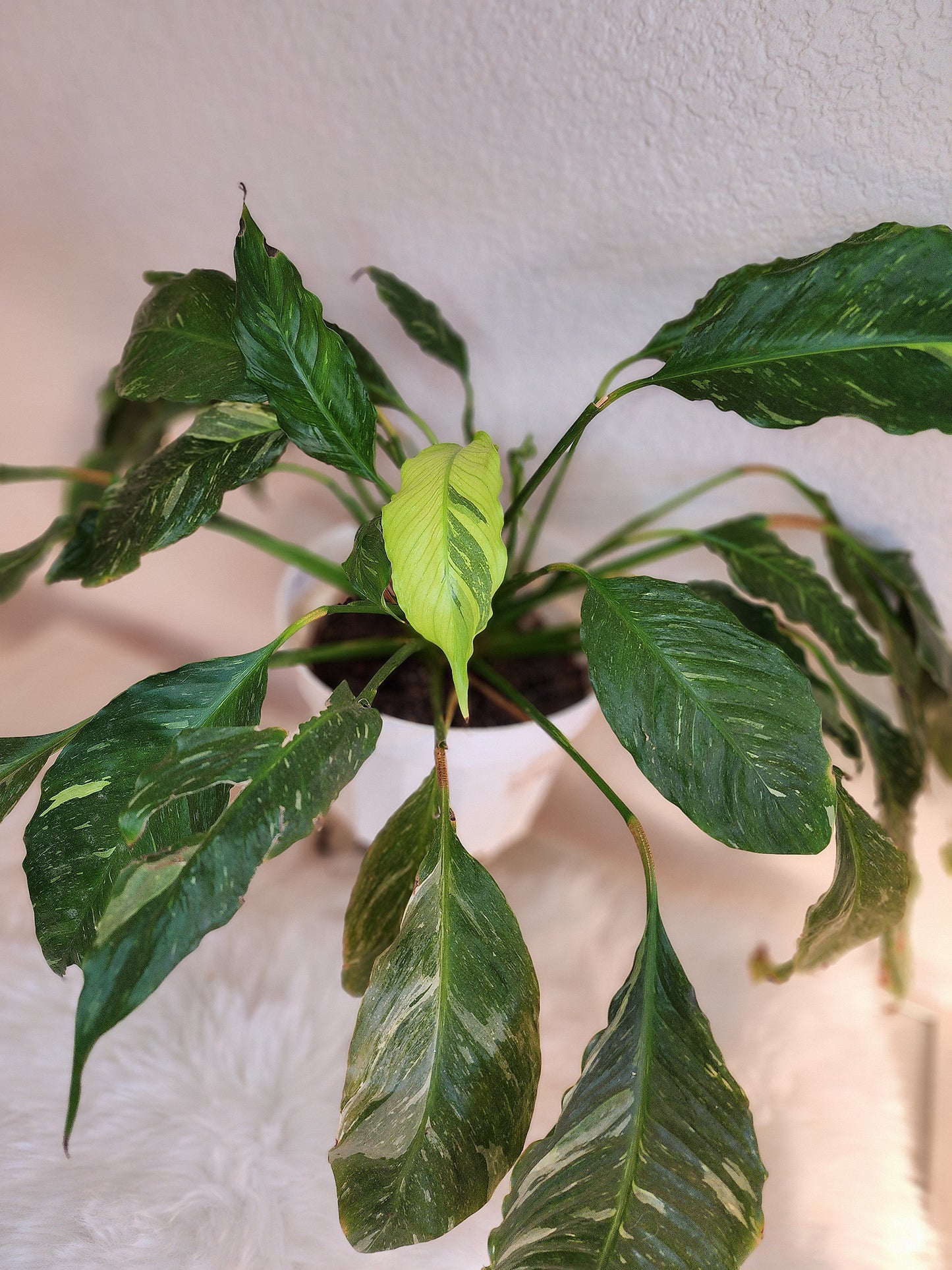 Spathiphyllum Domino (Domino Peace Lily)
