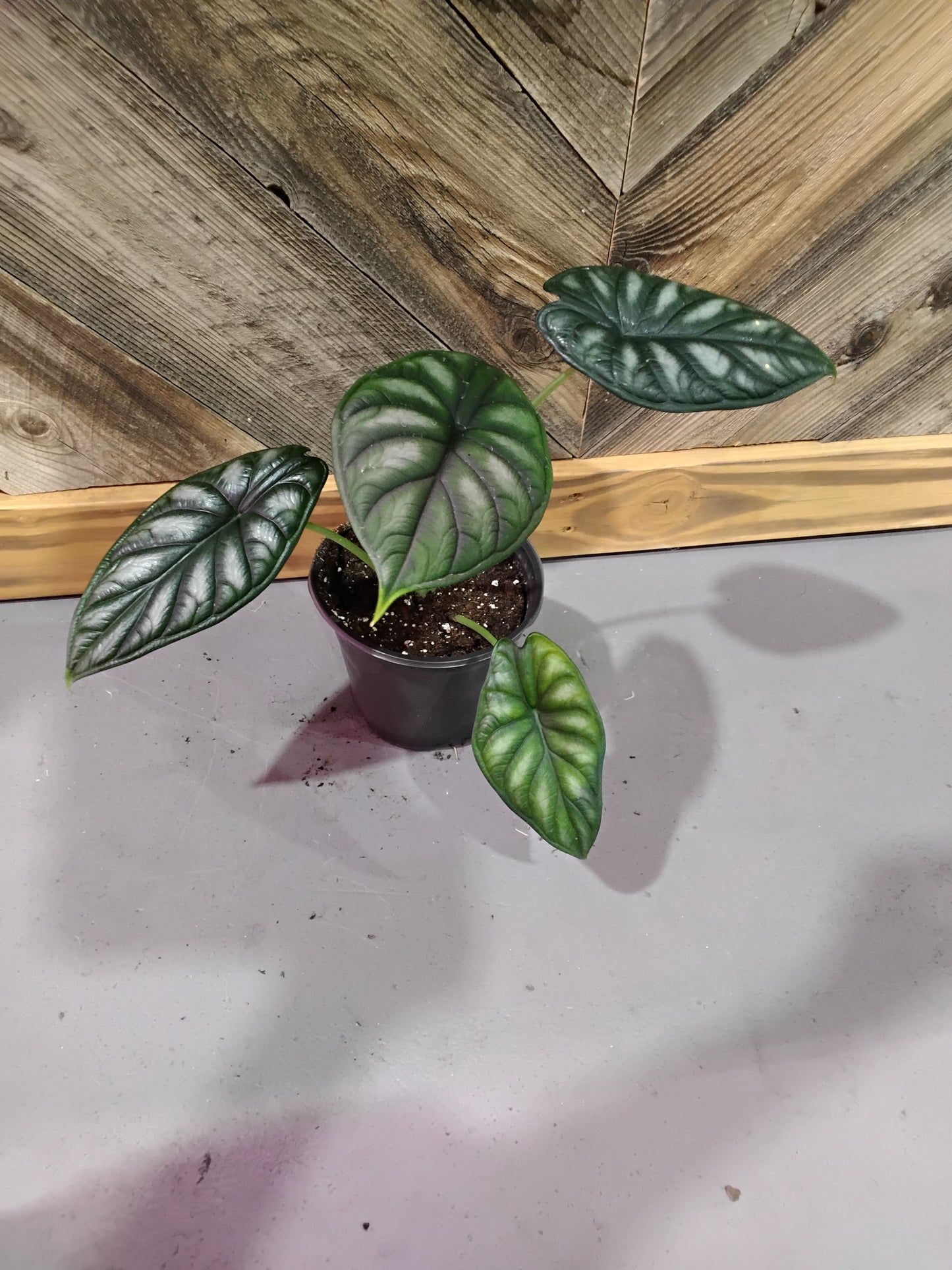 Alocasia Baginda 'Dragon Scale'