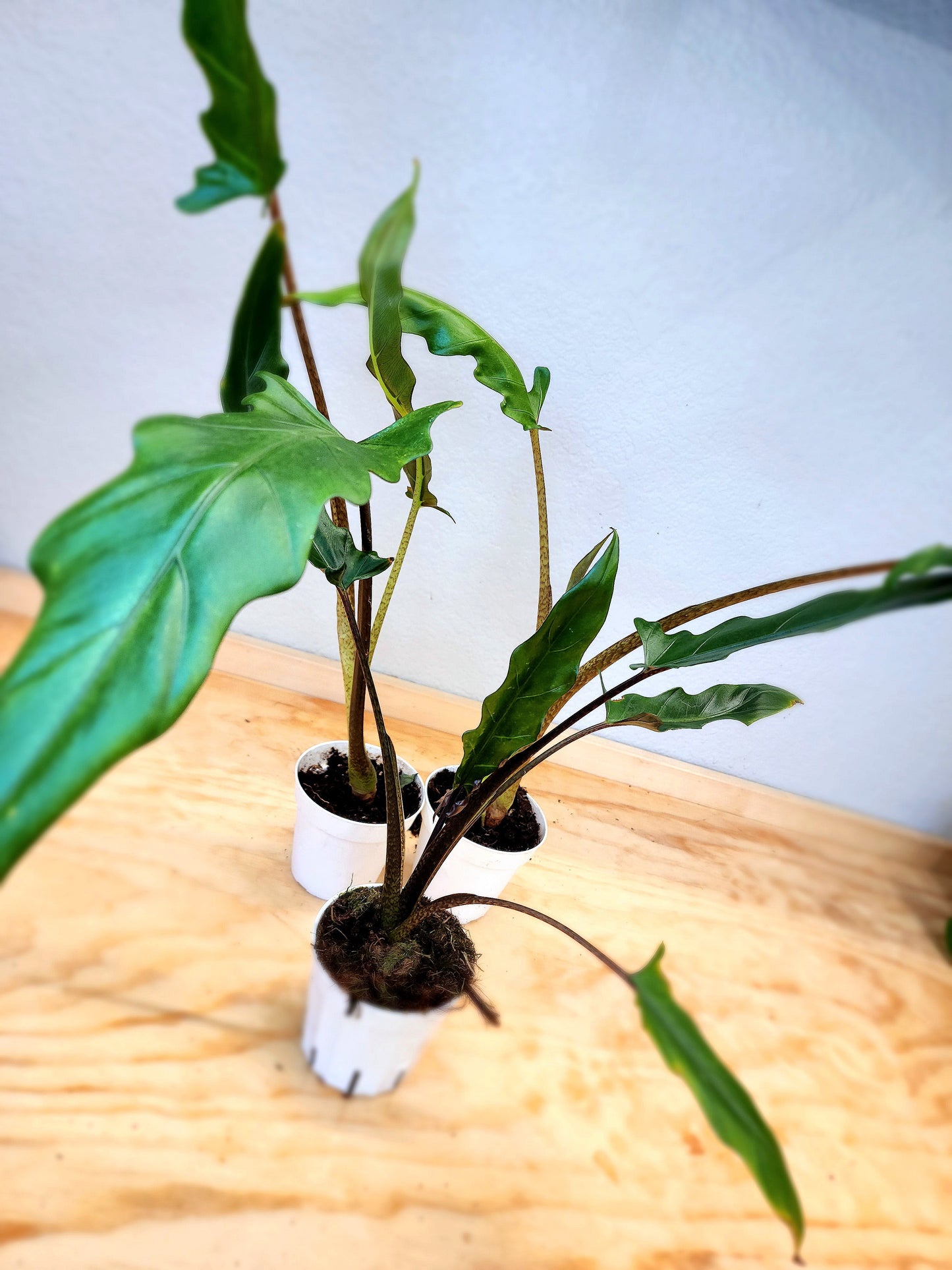 Alocasia Lauterbachiana (Purple sword alocasia)
