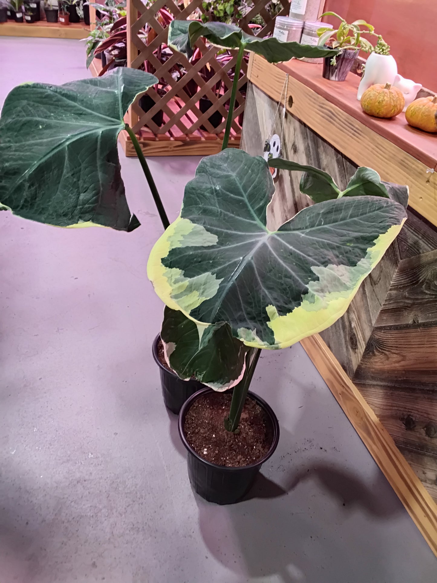 Xanthosoma Sagittifolium Variegatum Monstrosum (Mickey Mouse Alocasia)