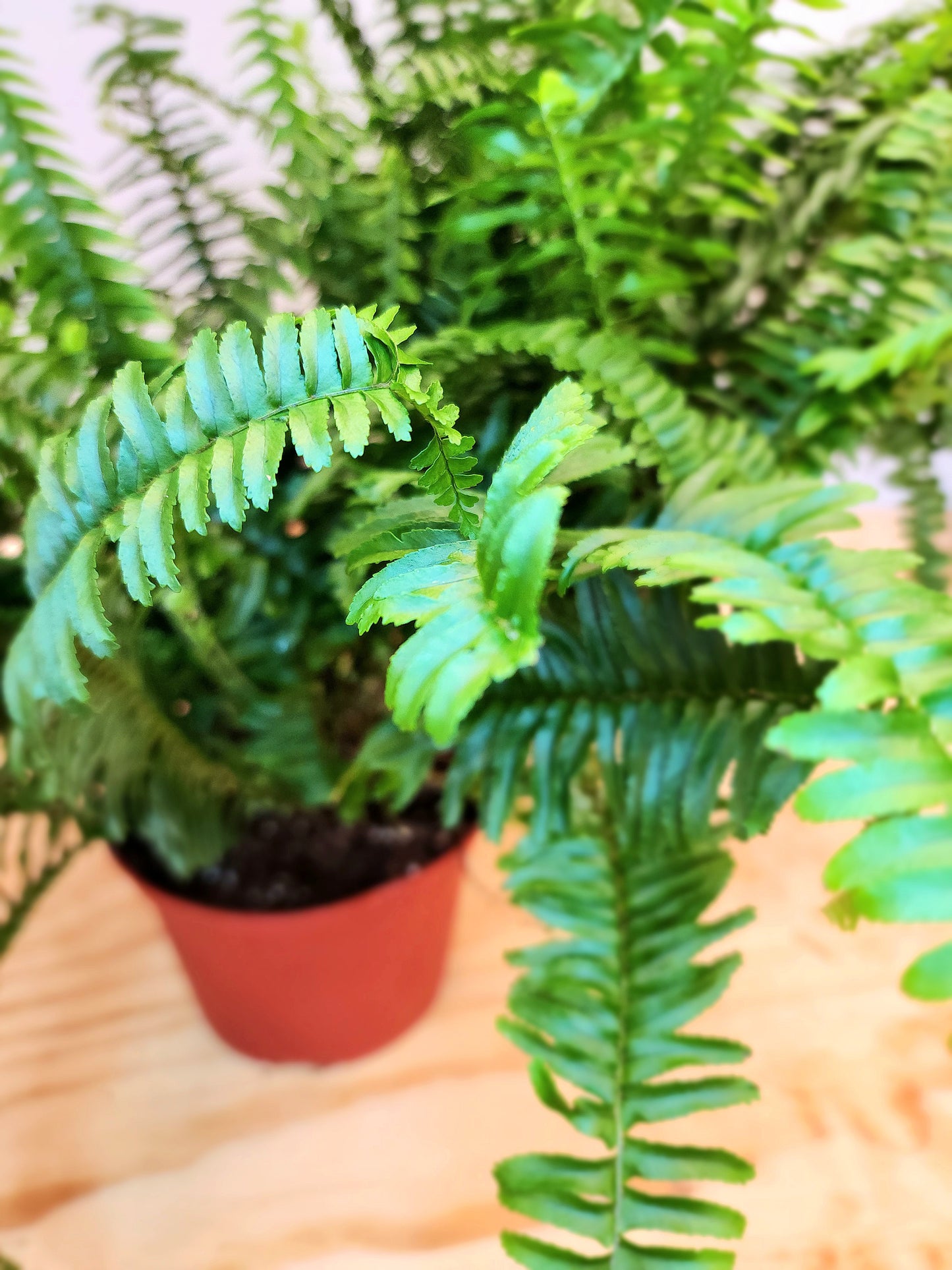 Nephrolepis Exaltata (Boston Fern)