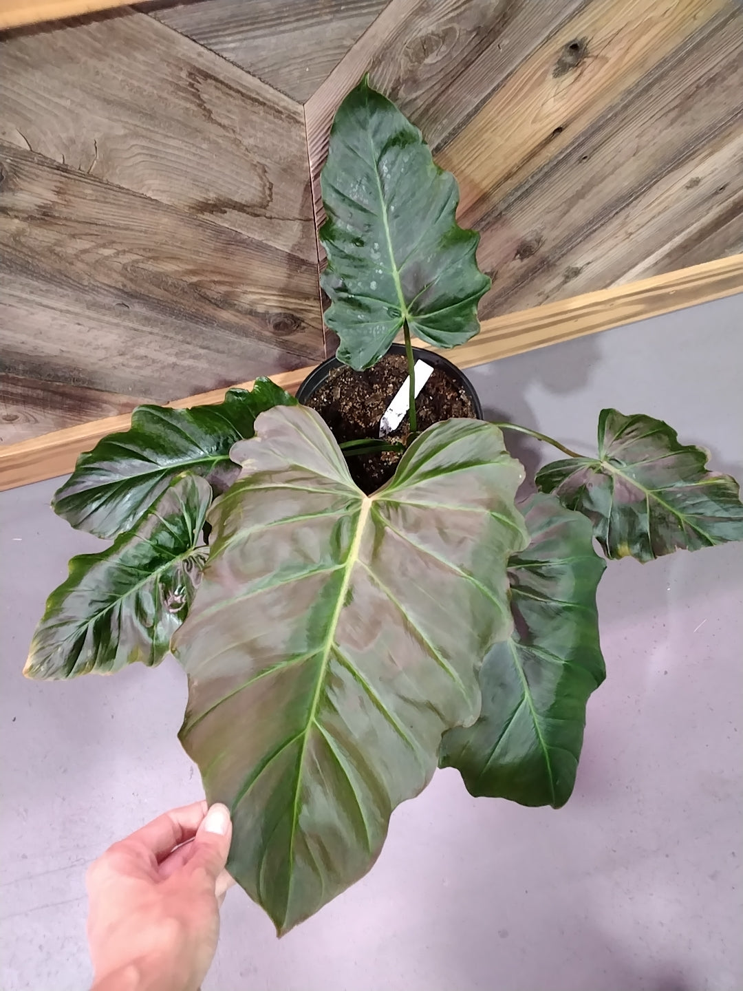 Philodendron Corsinianum
