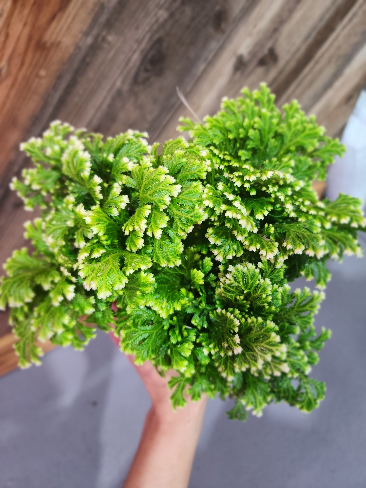 Selaginella Martensii 'Frosty' (Frosted Fern)