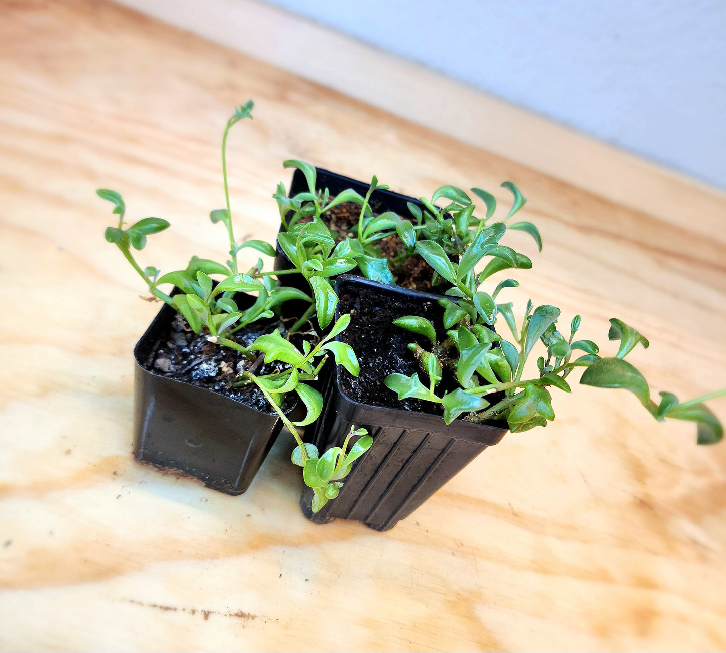 Senecio Curio x Peregrinus (String of Dolphins)