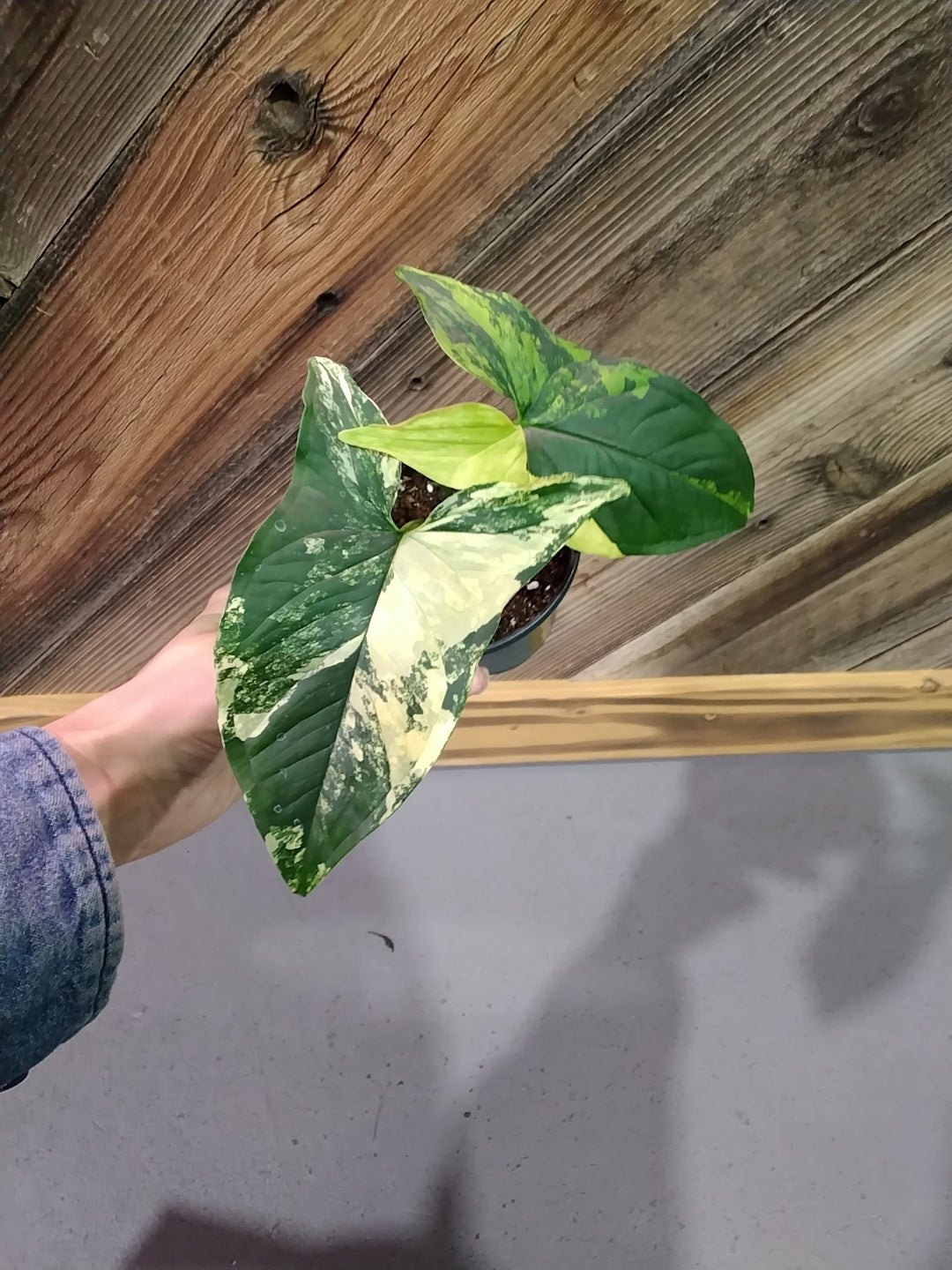Syngonium Podophyllum 'Aurea'