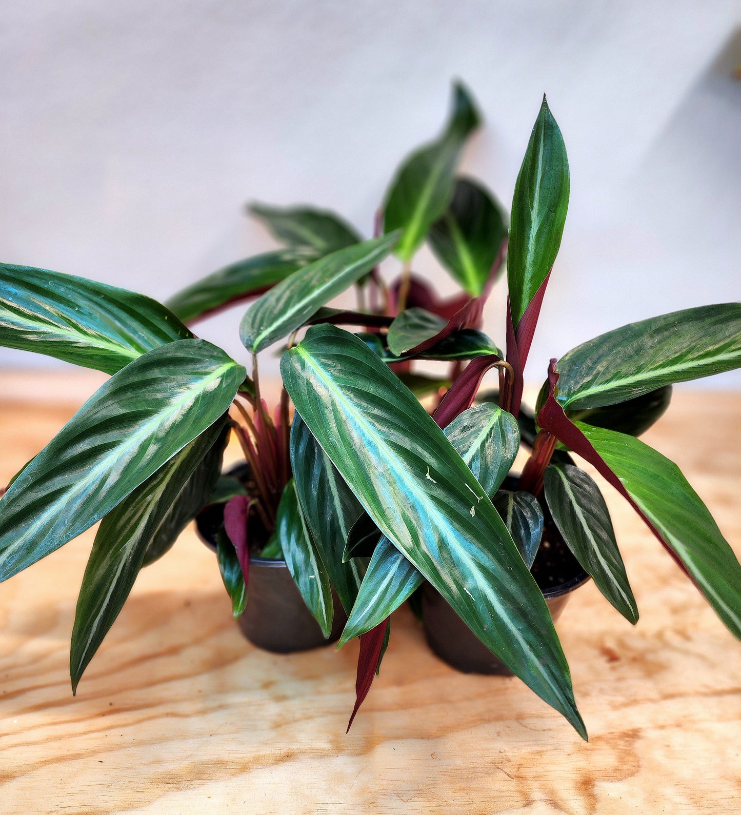 Stromanthe Thalia (Wild Form Stromanthe)