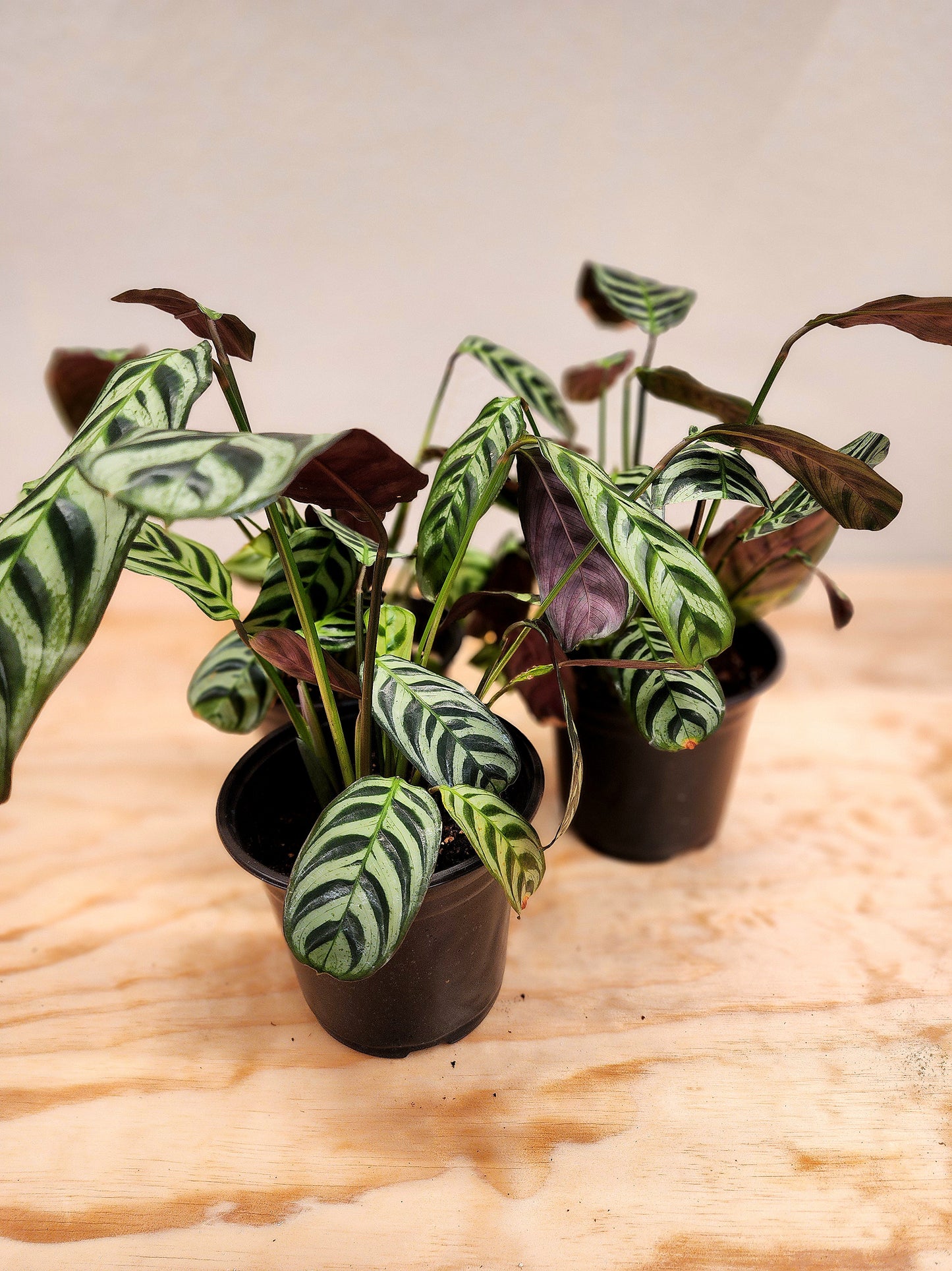 Ctenanthe Burle Marxii (Fishbone Prayer Plant)