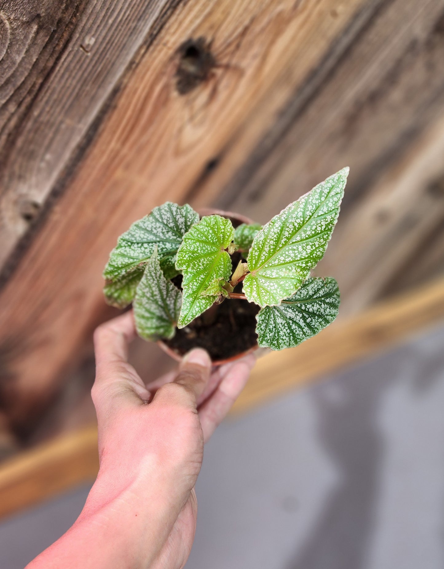 Begonia 'Don Miller' (Begonia Frosty)