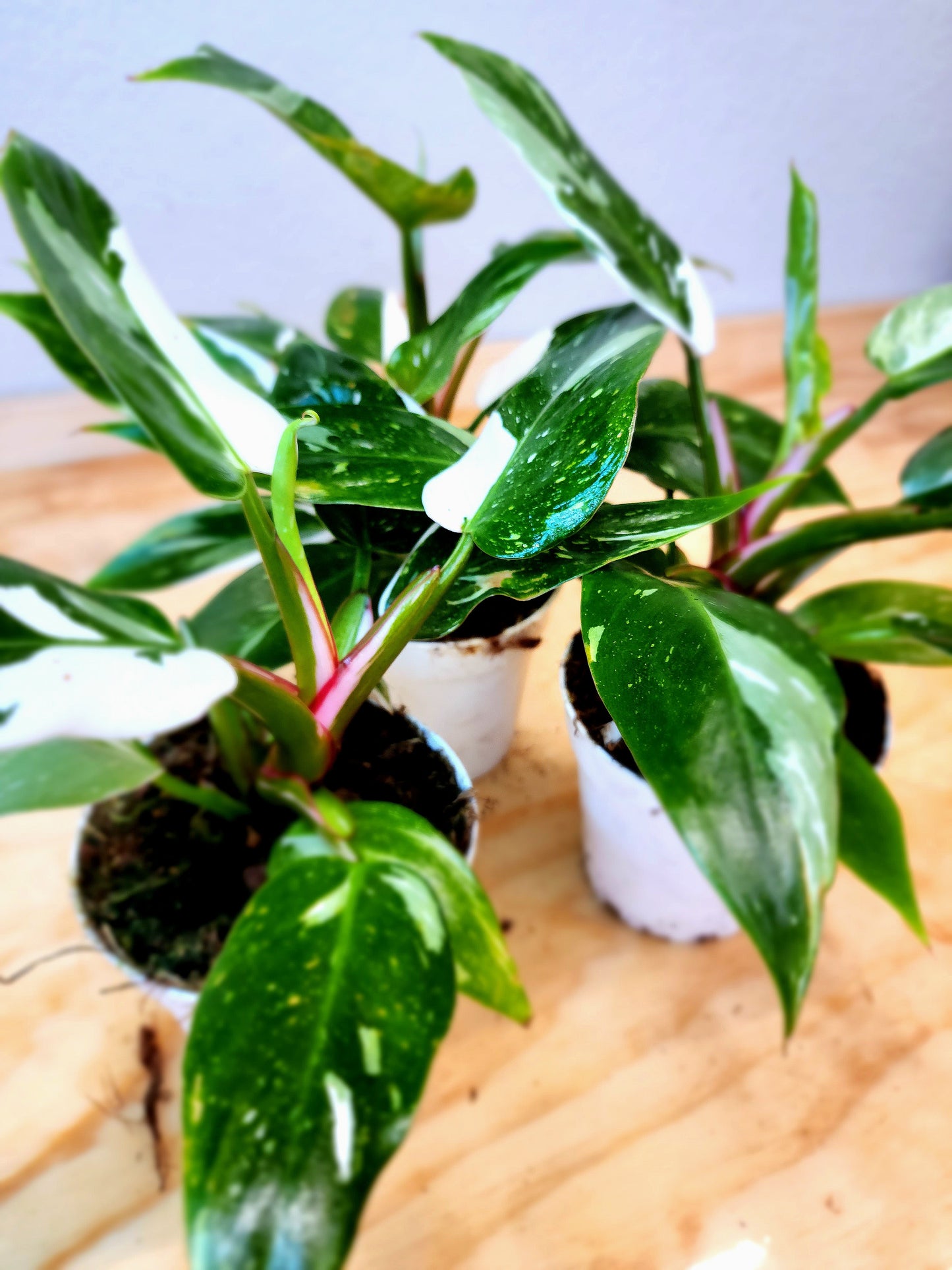 Philendron Erubescens (WHITE Princess)