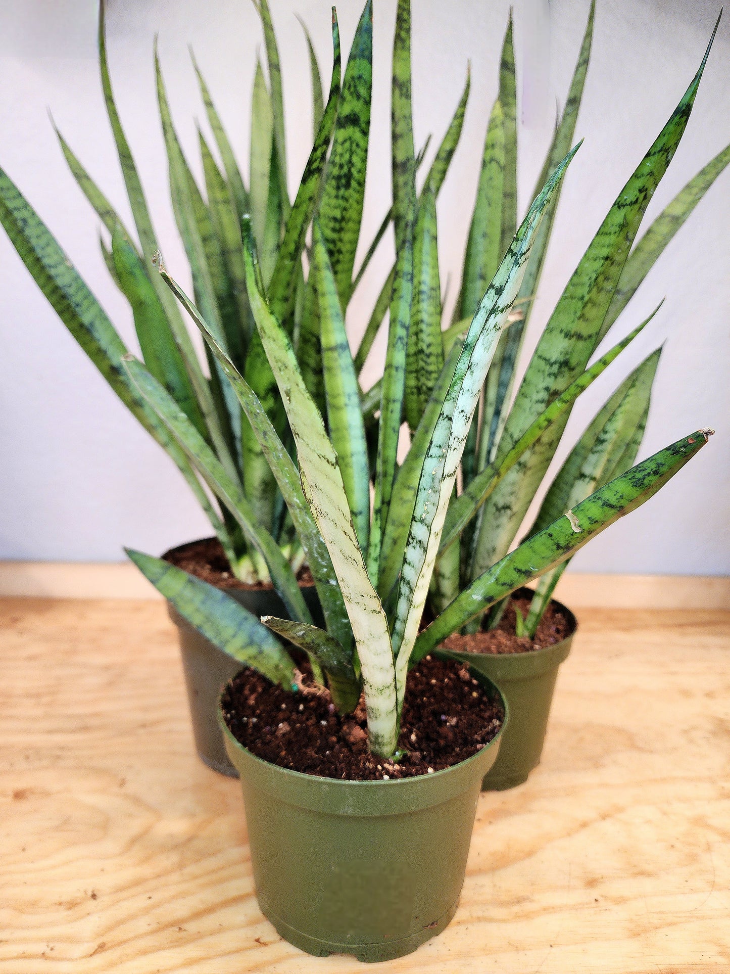 Sansevieria Zeylanica (Bowstring Hemp)