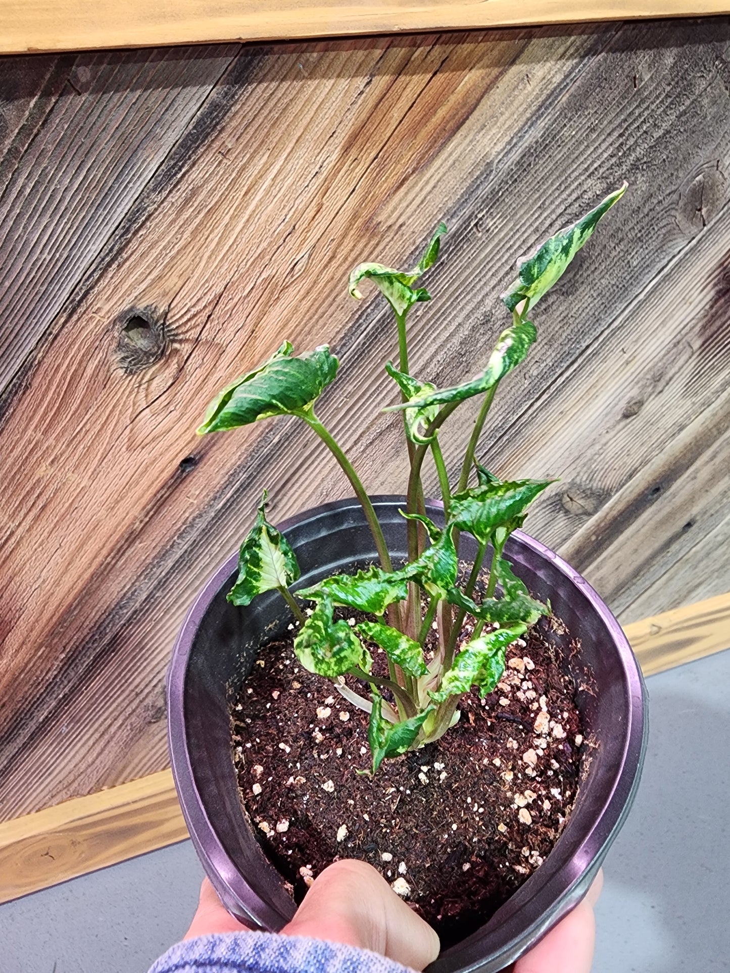 Syngonium podophyllum 'Godzilla' (Syngonium Godzilla)