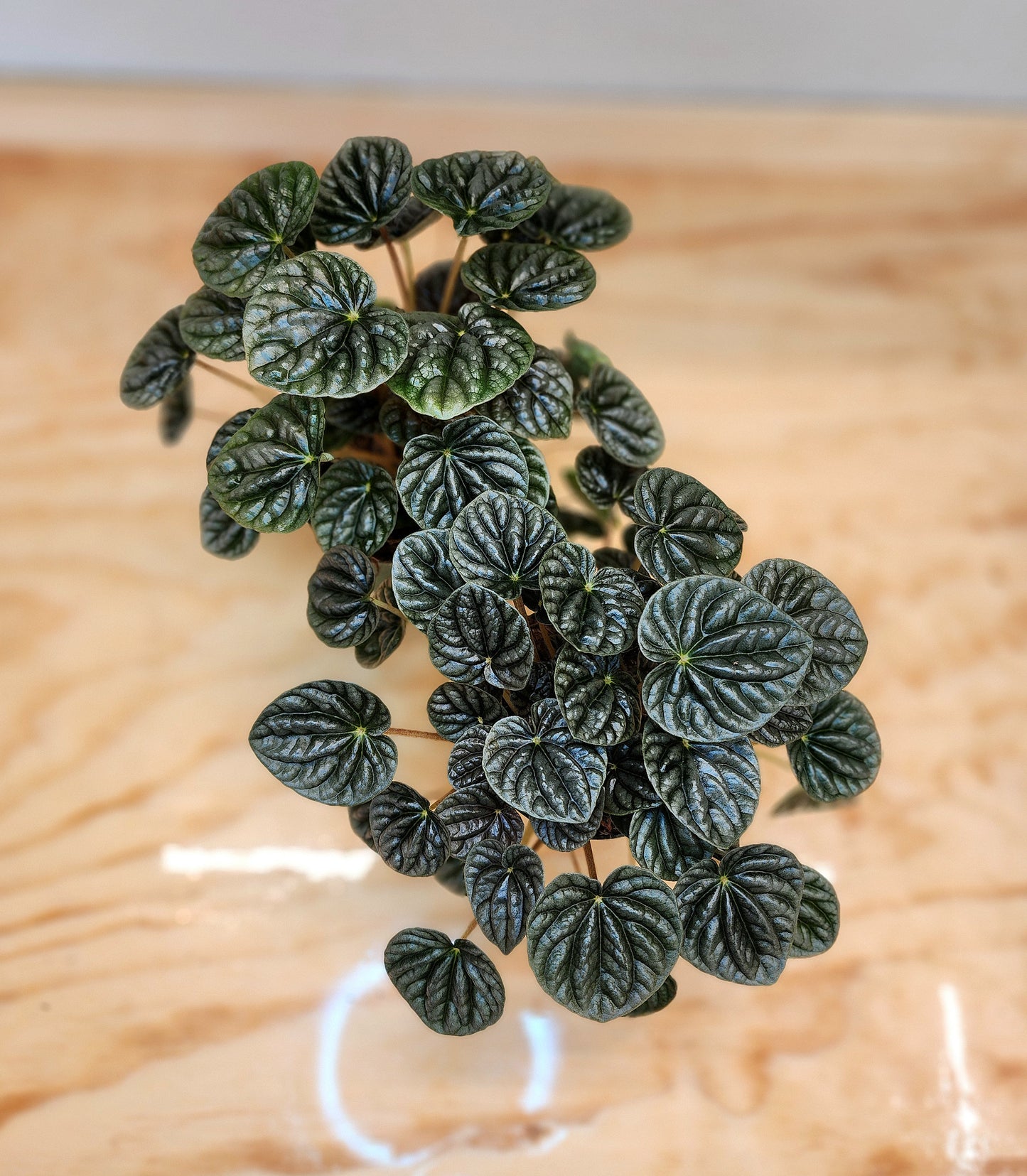 Peperomia Caperata (Dark Ripple)