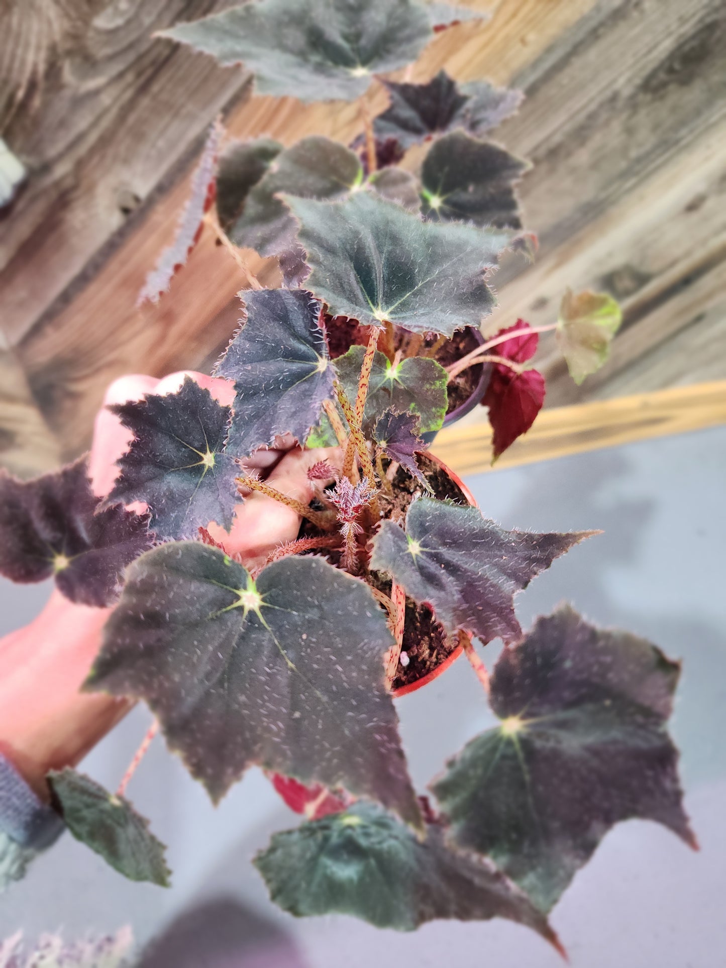 Begonia Rex 'Black Velvet'