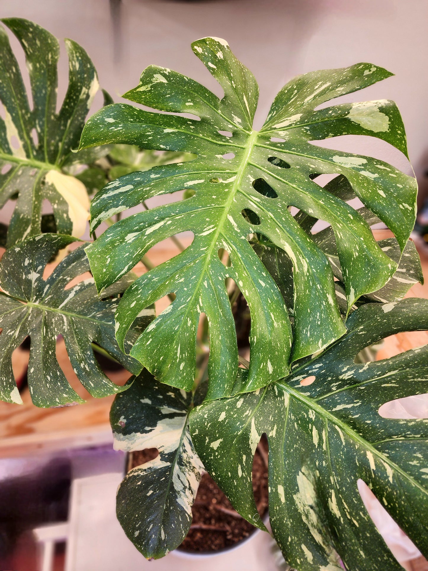 Monstera Deliciosa 'Thai Constellation' (Thai Con Monstera)