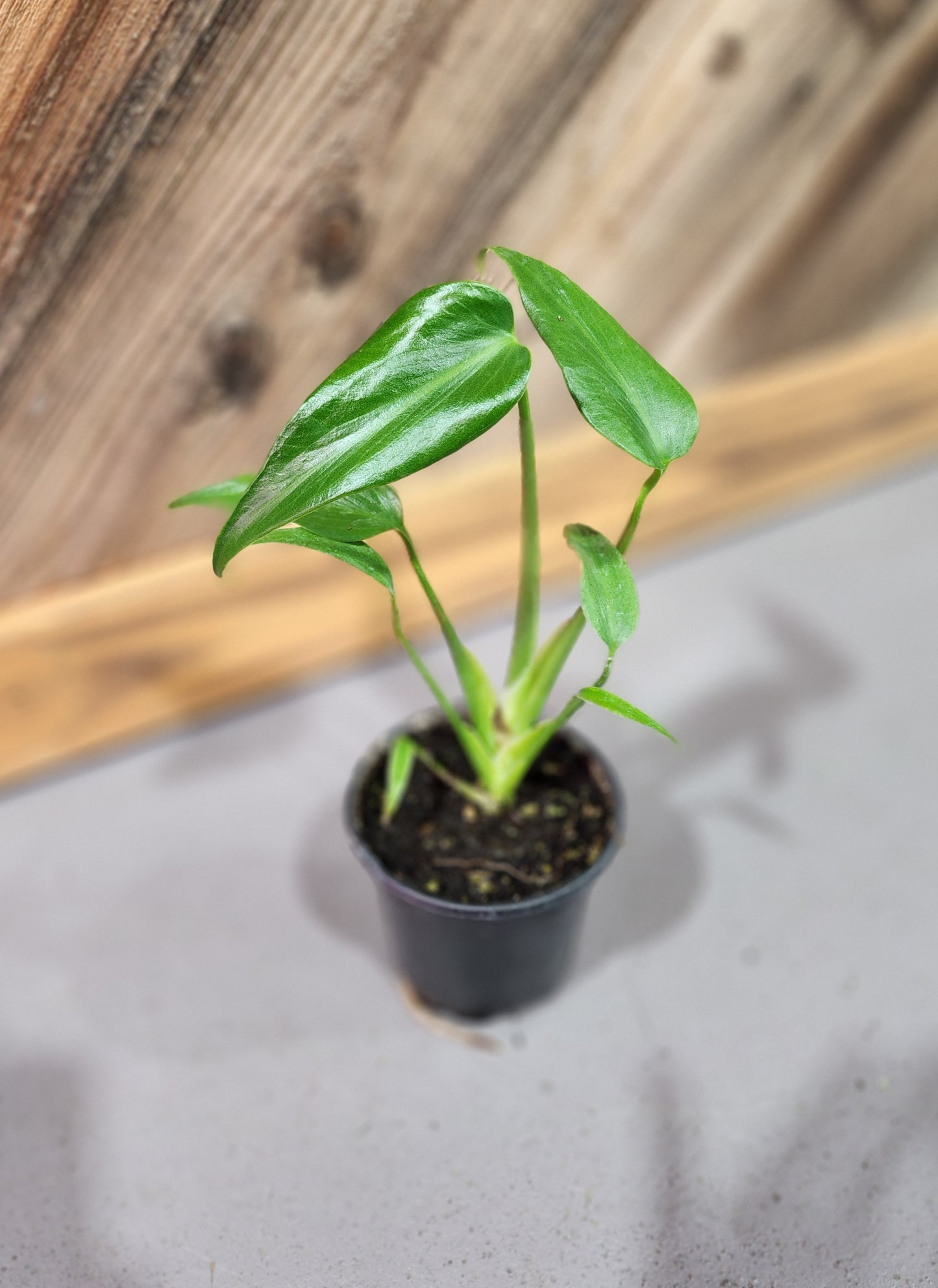 Philodendron Burle Marx Flame