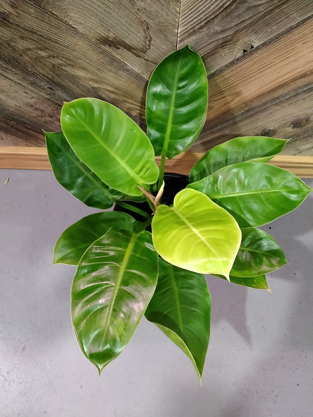 Moonlight Philodendron
