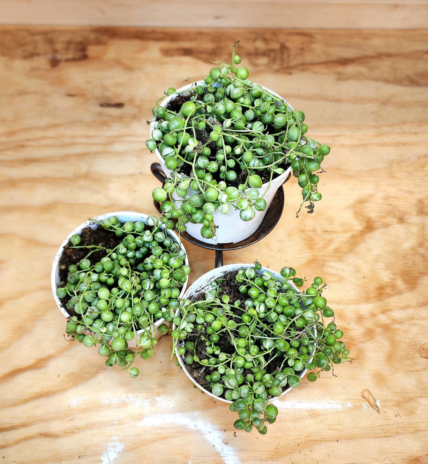 Curio Rowleyanus f. Variegatus (Variegated String of Pearls)
