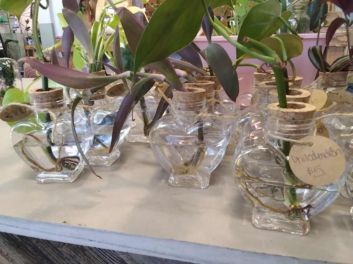 Propagation Vases