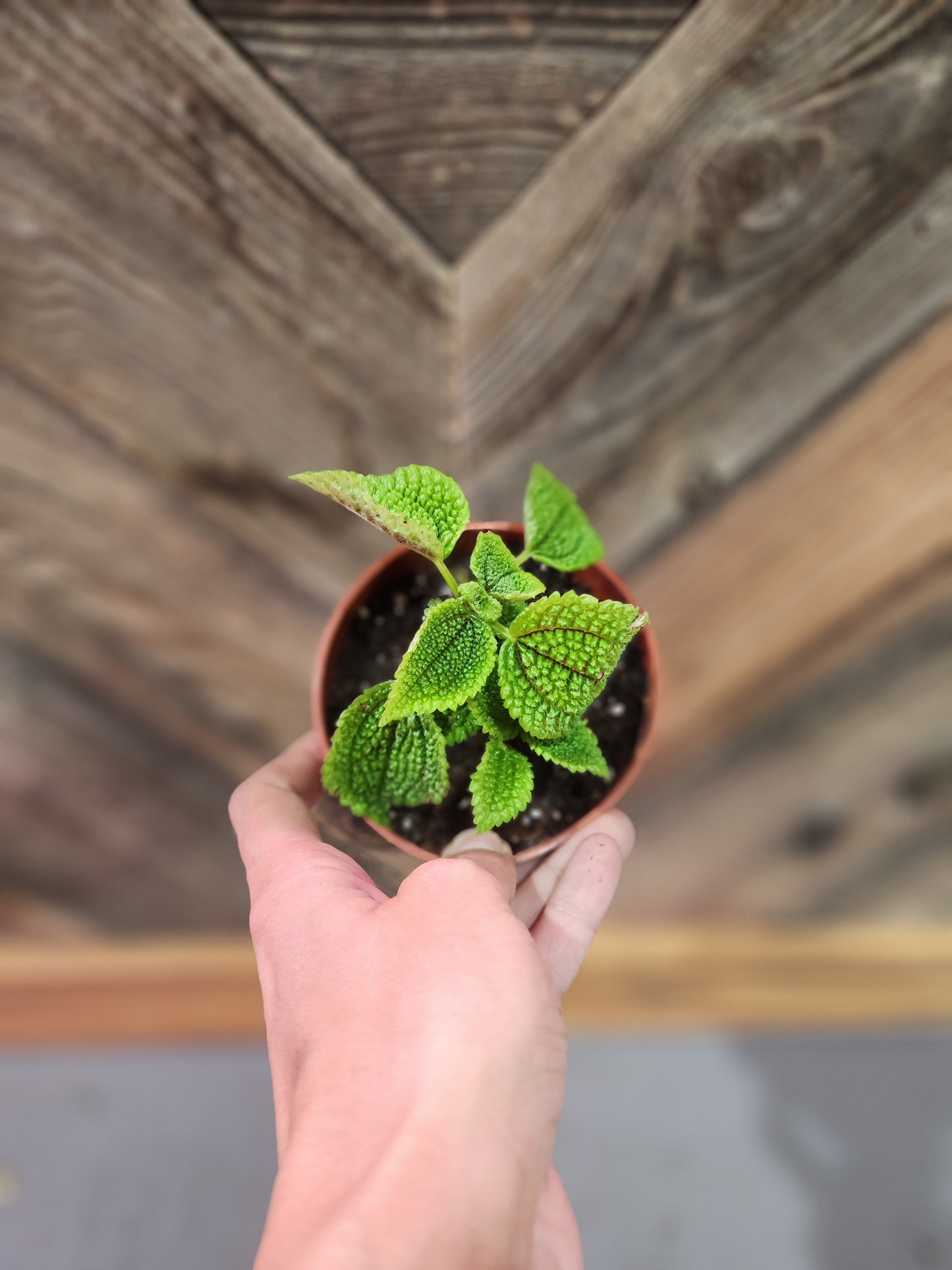 Pilea Involucrata (Friendship Plant)