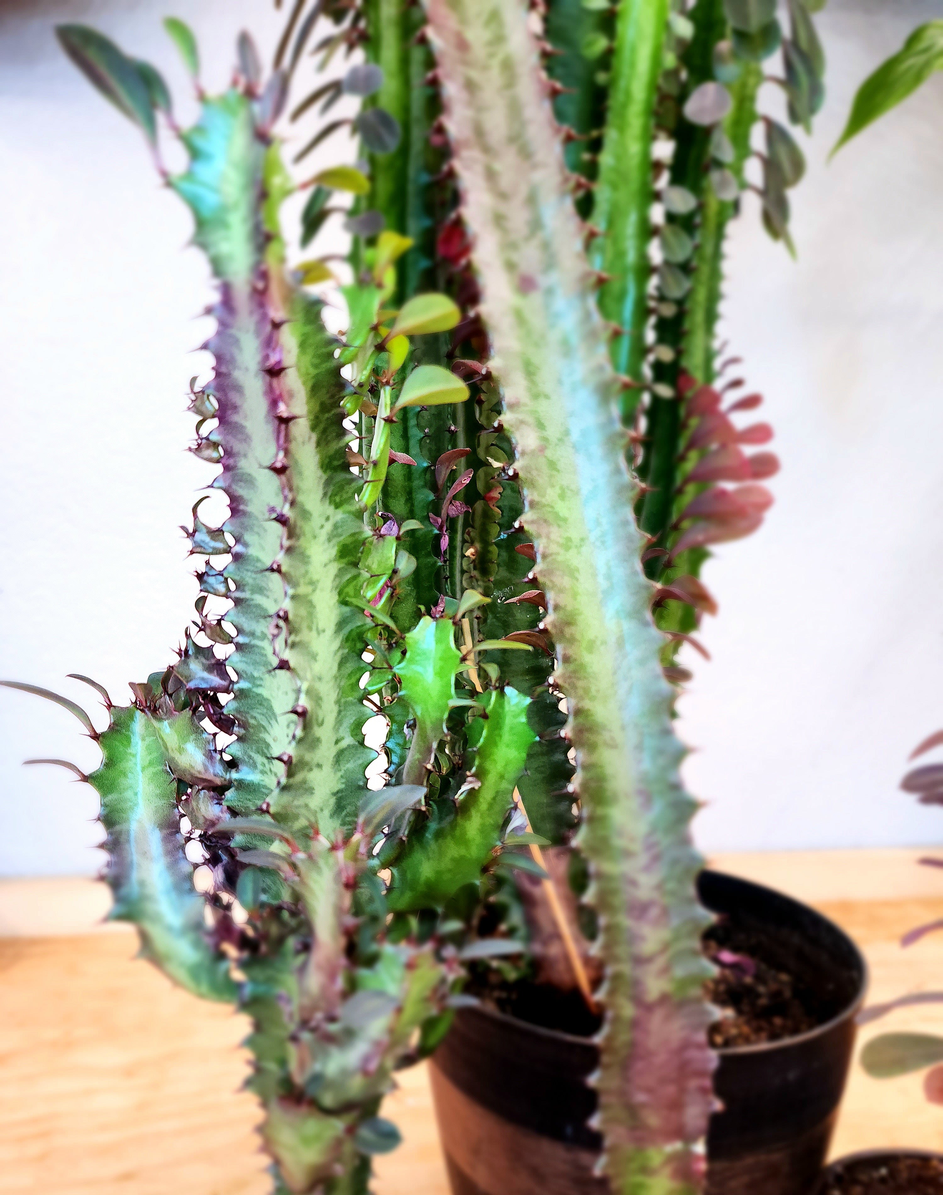 african succulent tree Euphorbia Trigona (African Milk Tree) – Nature's Gems