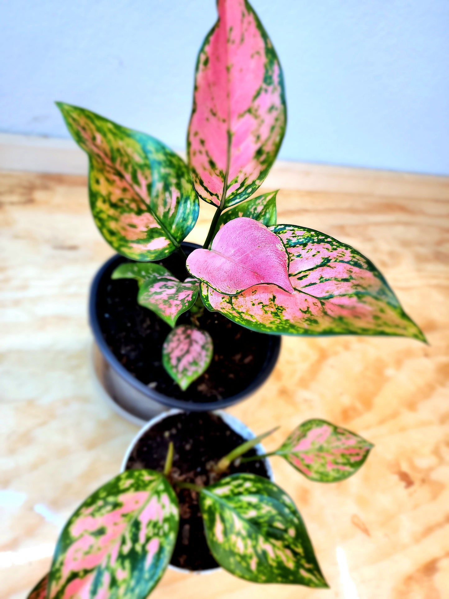 Aglaonema Commutatum (Lady Valentine Aglaonema)
