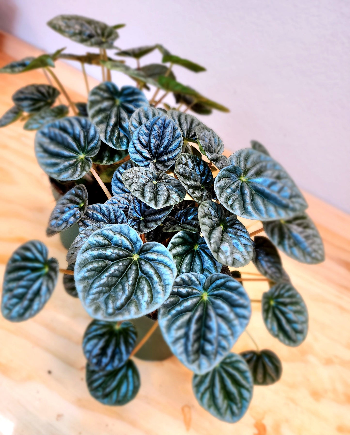 Peperomia Caperata (Dark Ripple)