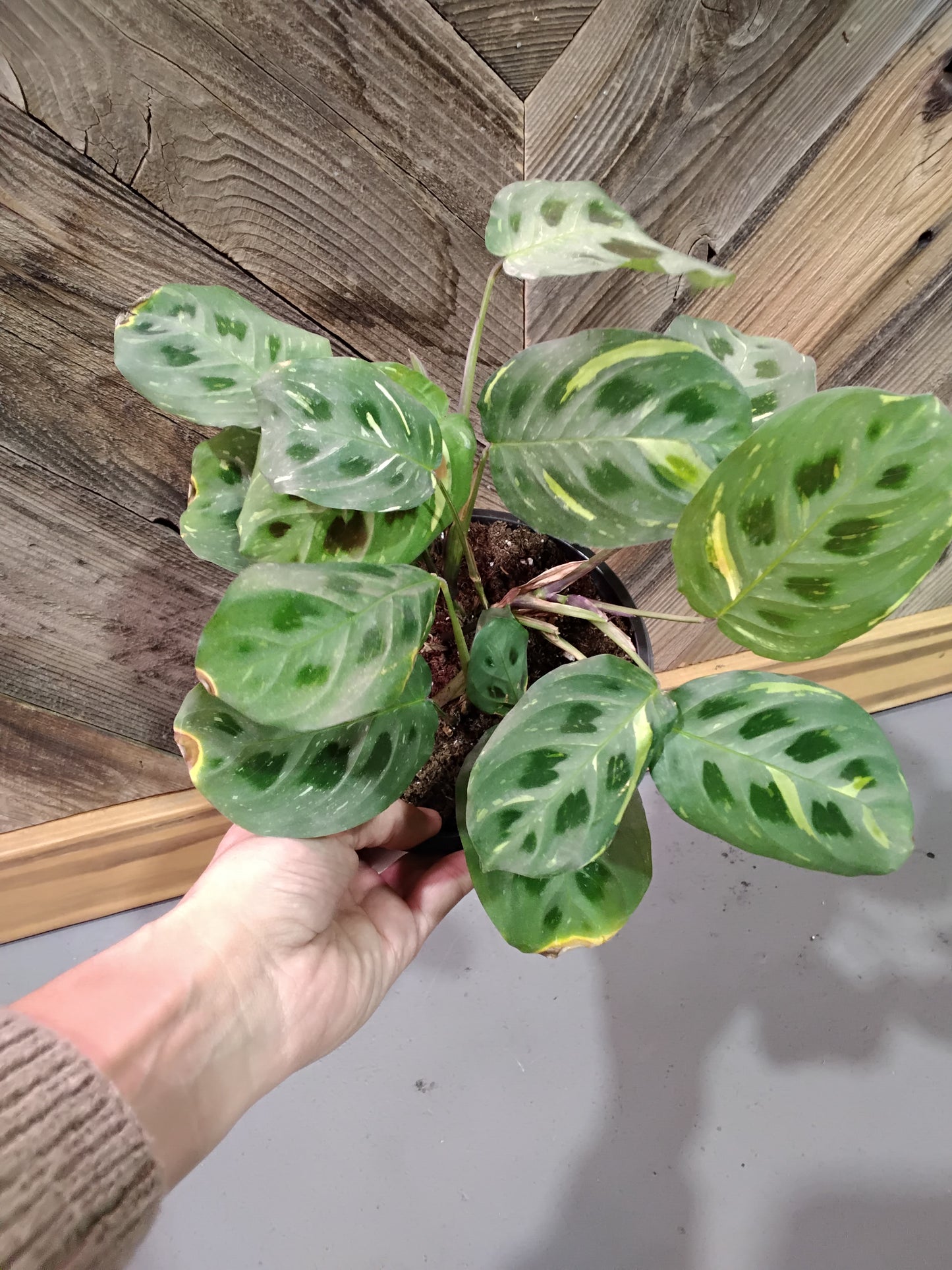 Maranta Leuconeura 'Beauty Kim' (Variegated green prayer plant)