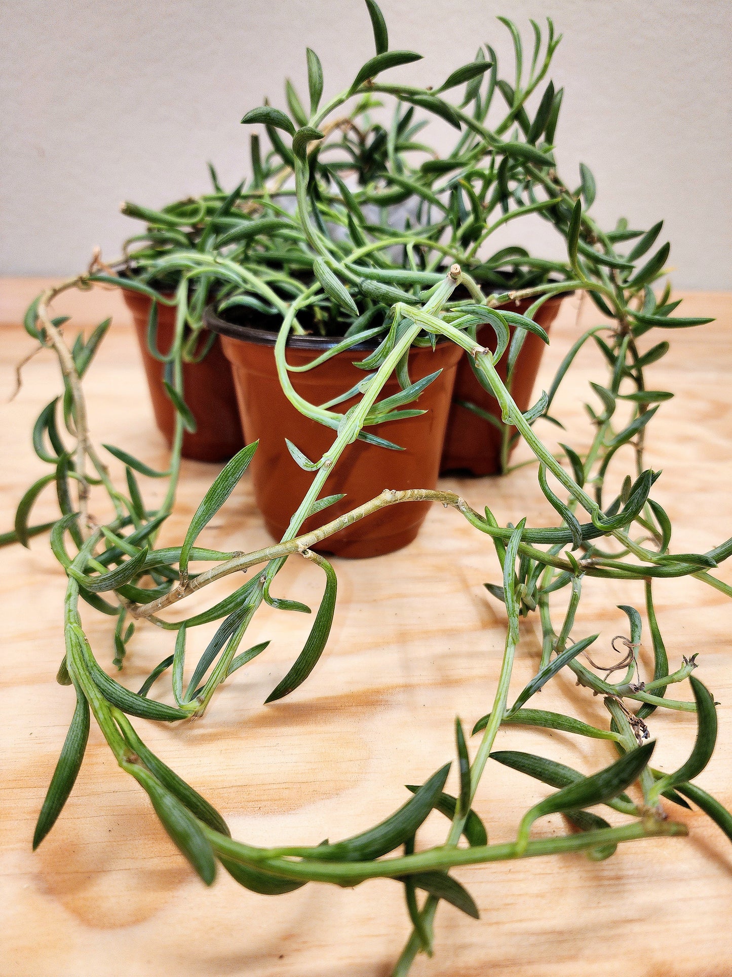 Curio Radicans (String of Bananas)