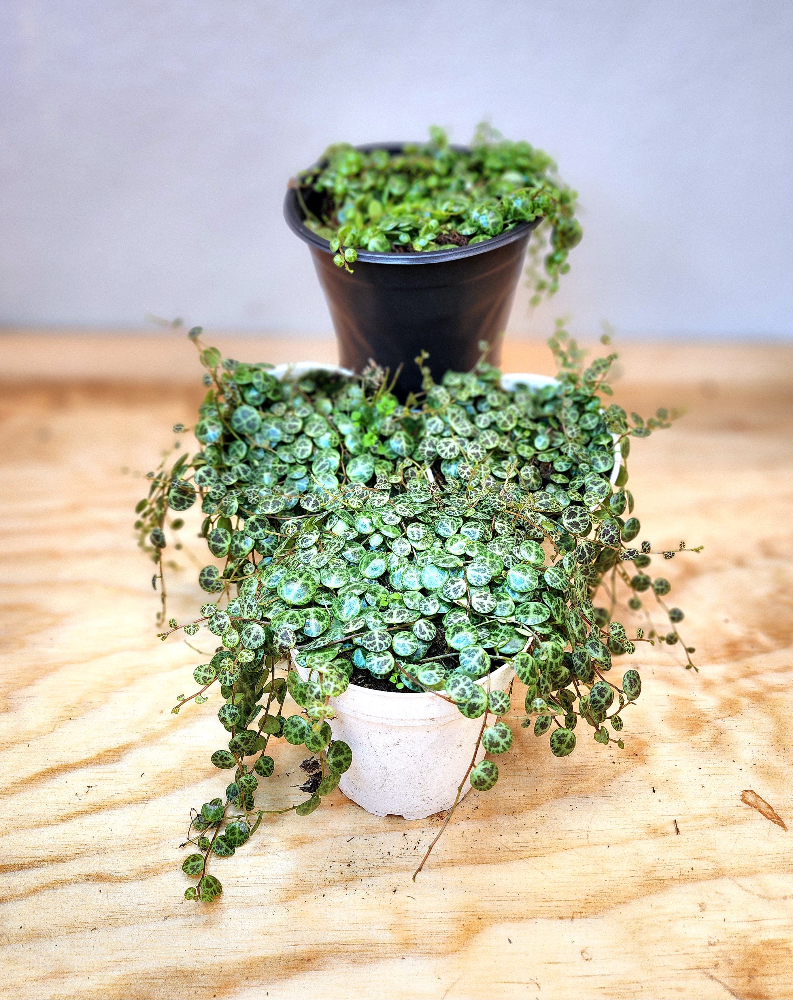 string of turtles hanging plant Peperomia Prostrata (String of Turtles) – Nature's Gems