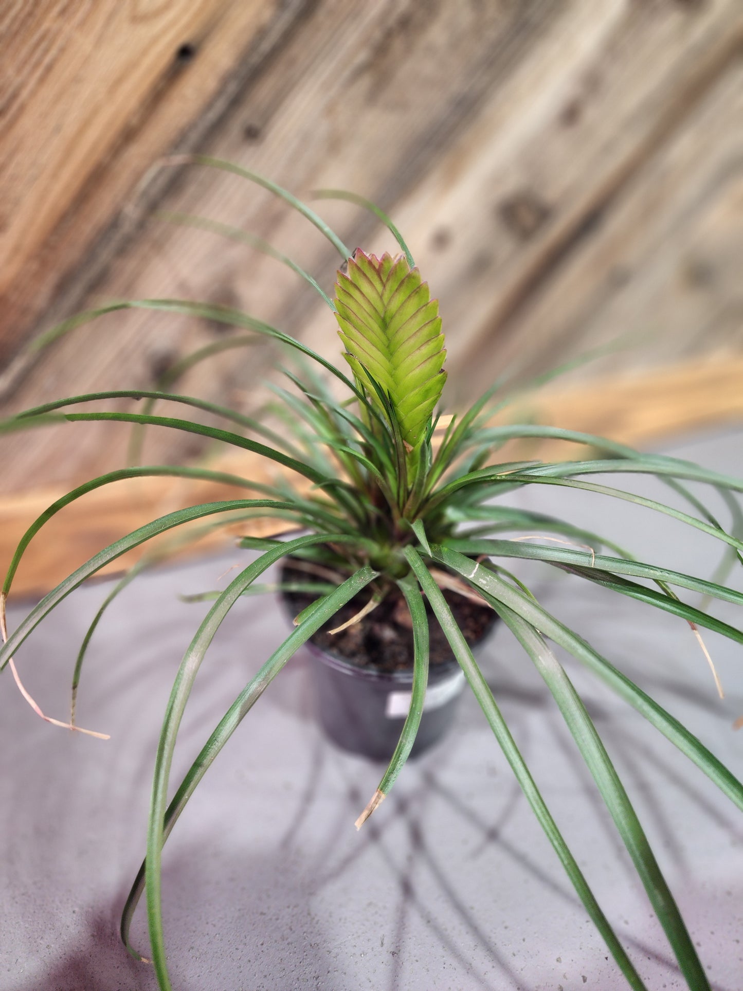 Wallisia Cyanea (Pink Quill Plant)