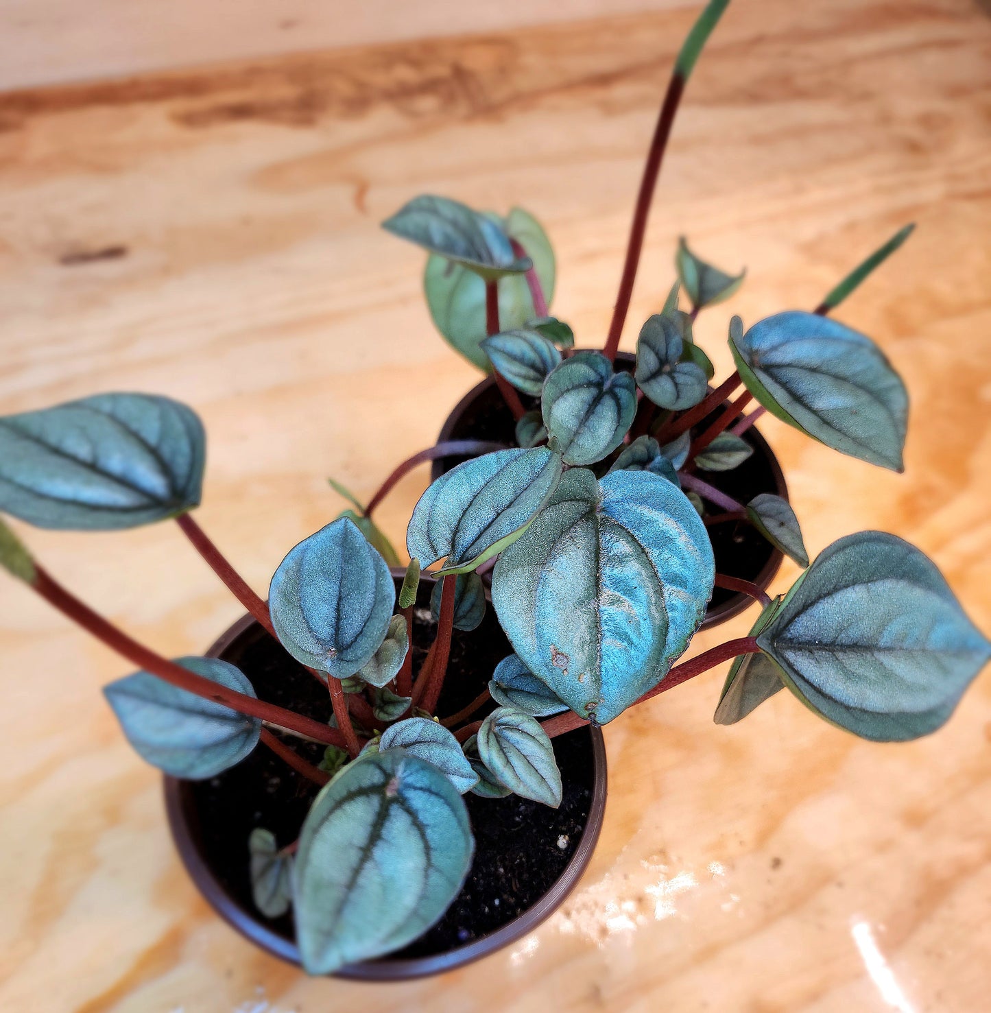 Peperomia Caperata- Napoli Nights