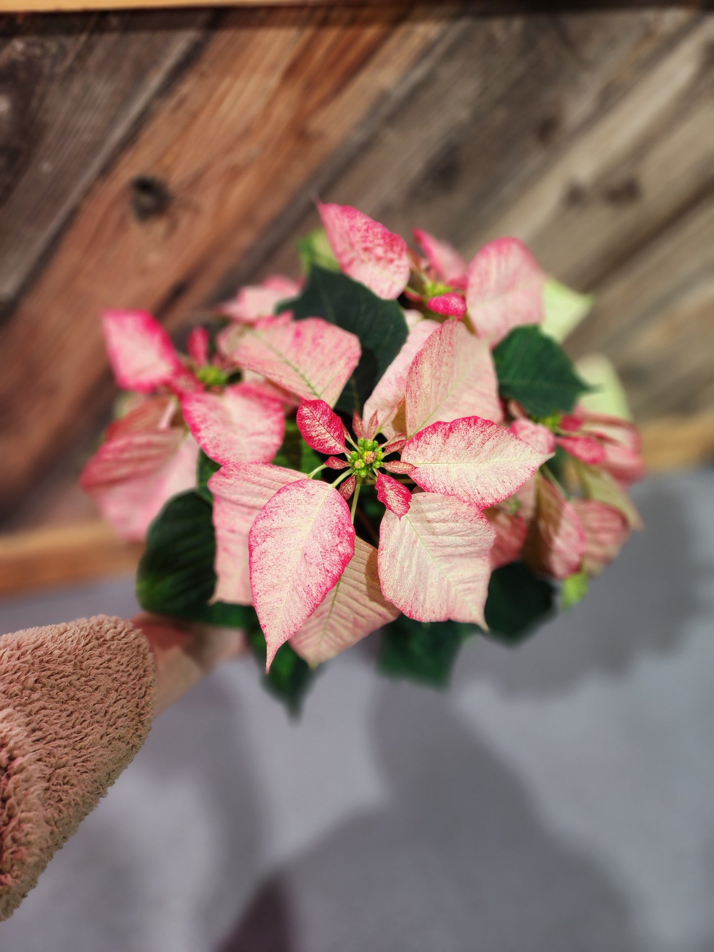 Poinsettia