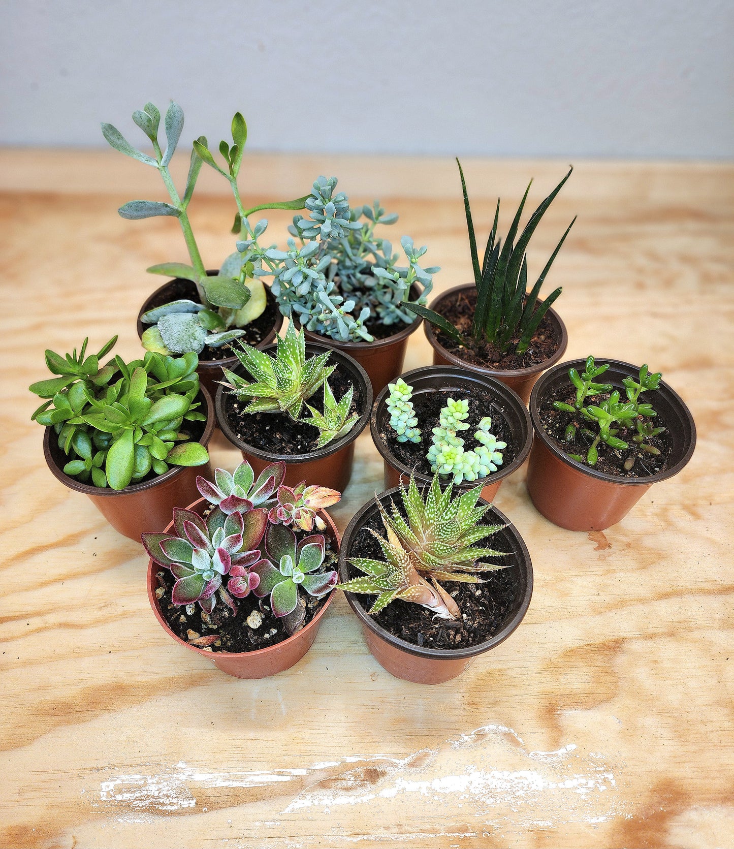 Assorted Succulents/Cacti