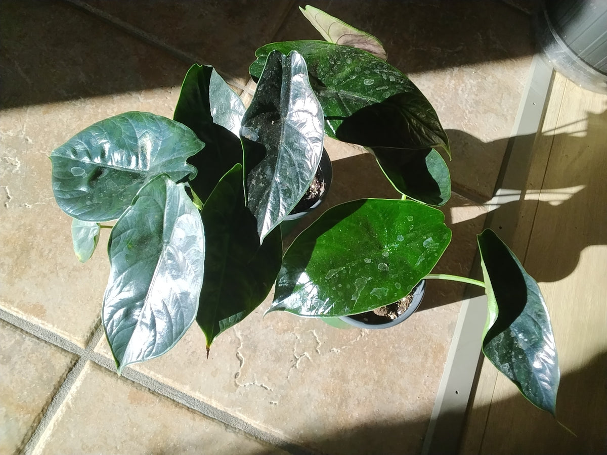 Alocasia Green Unicorn (azlanii x baginda)