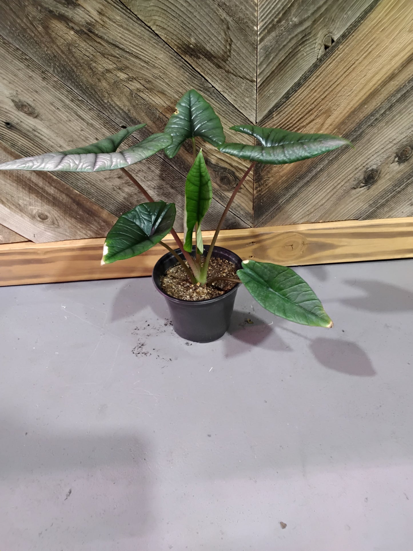 Alocasia Bisma Platinum (Platinum Elephant Ear)