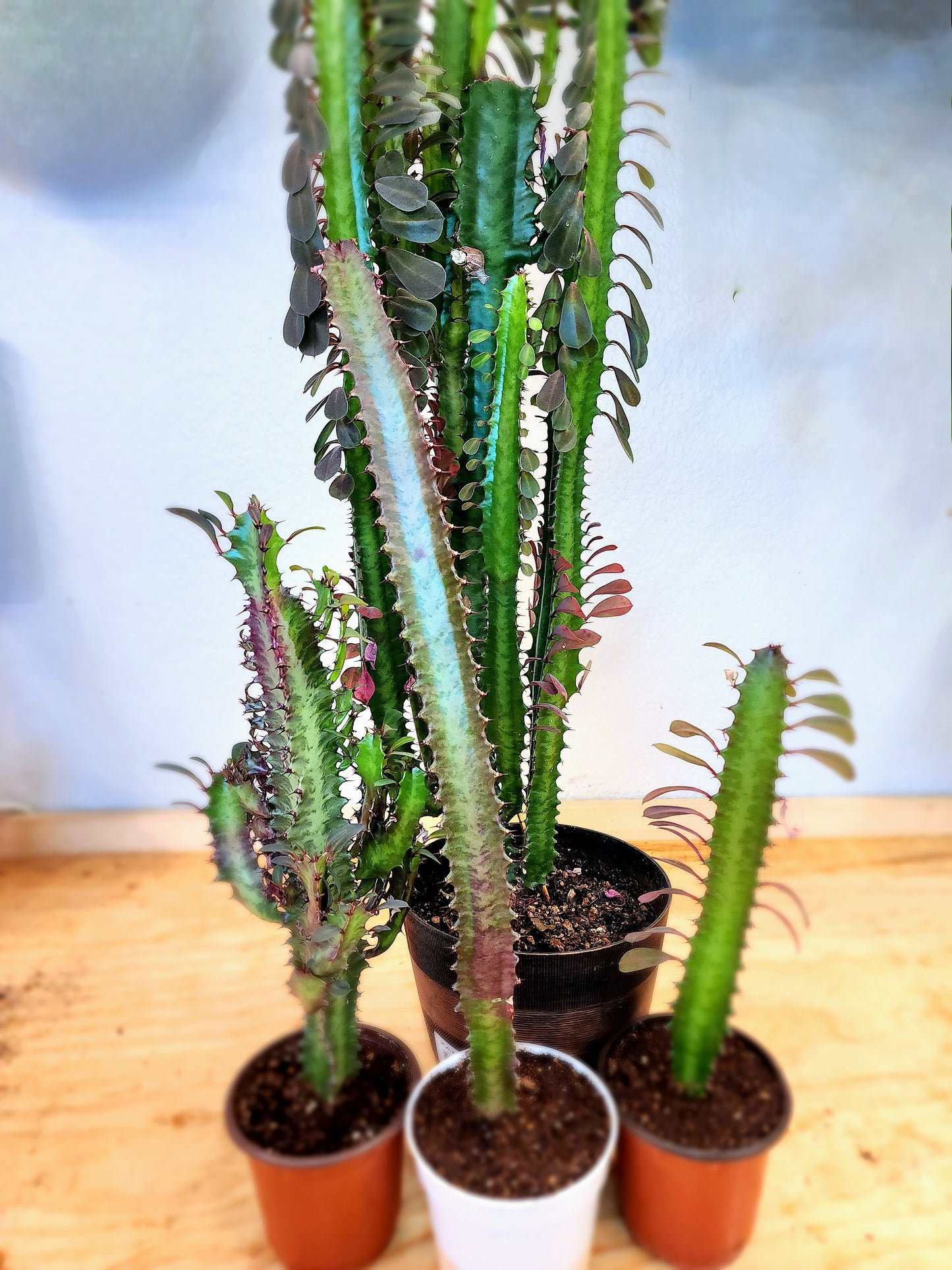 Euphorbia Trigona (African Milk Tree)