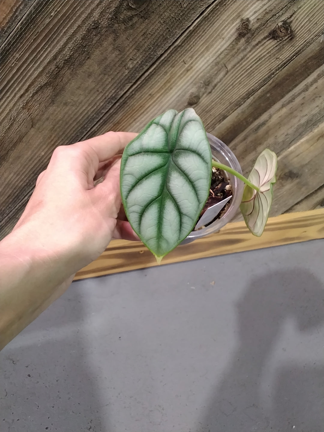 Alocasia Baginda 'Silver Dragon'